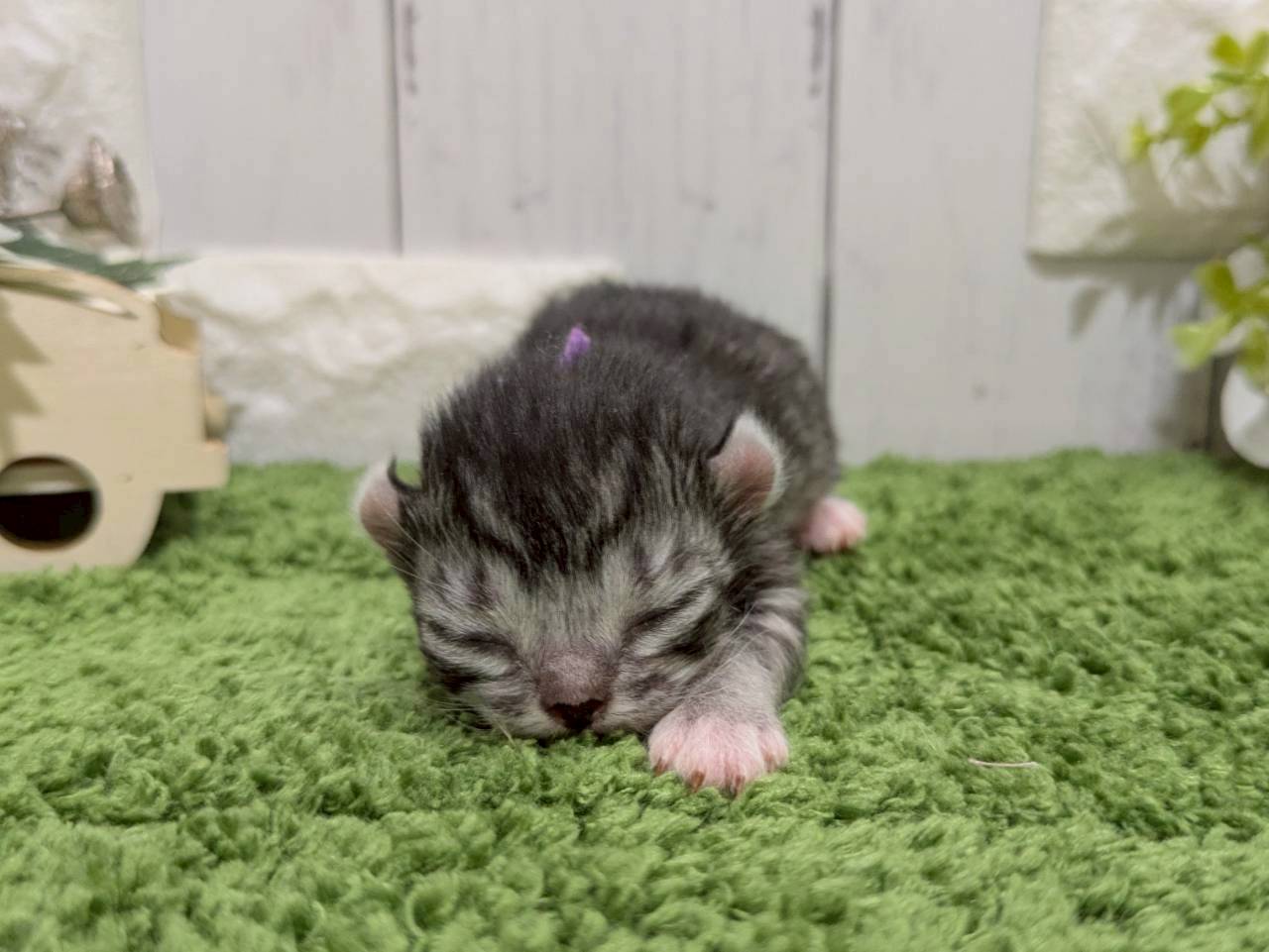 赤ちゃん写真1-1