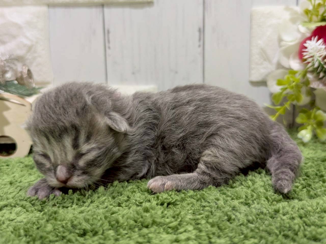 赤ちゃん写真1-2