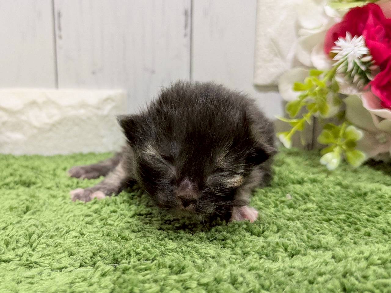赤ちゃん写真1-1