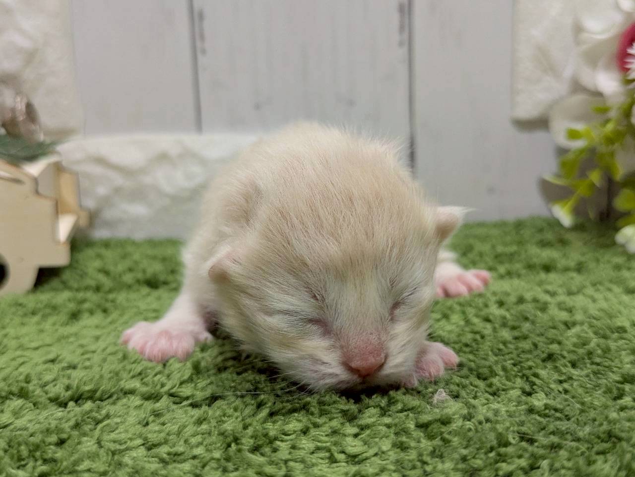 赤ちゃん写真1-1
