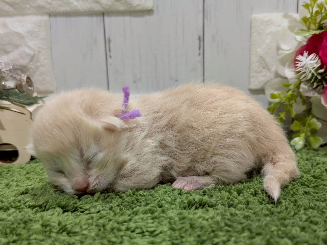 赤ちゃん写真1-2