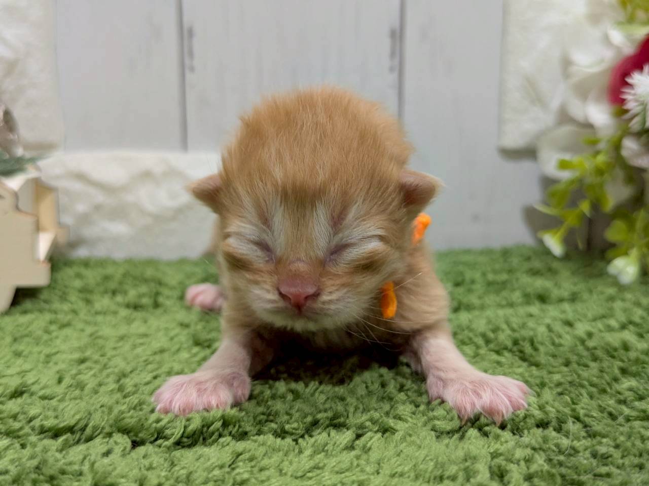 赤ちゃん写真1-1