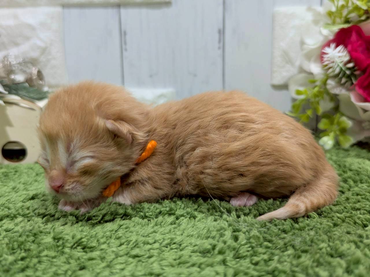 赤ちゃん写真1-2