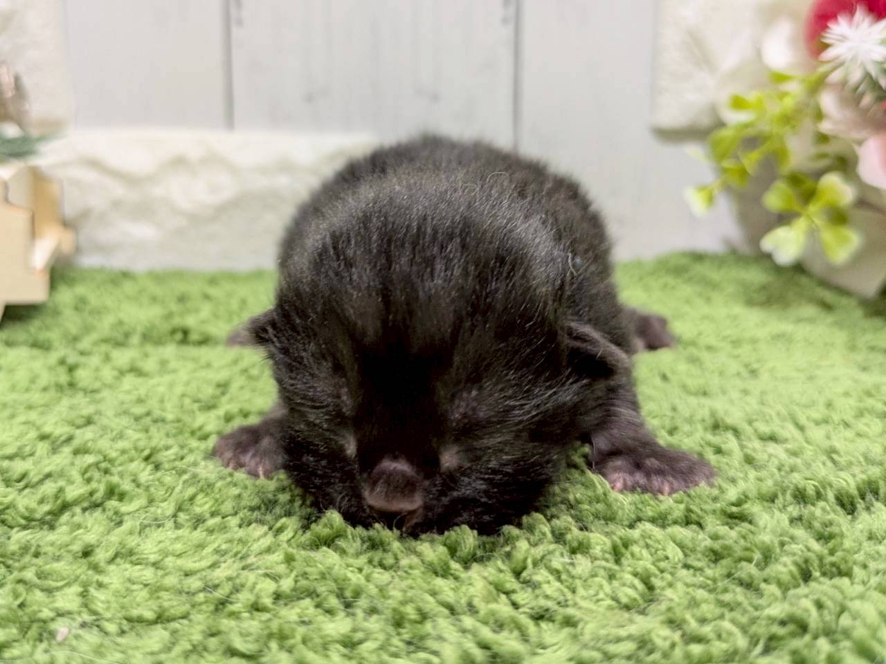 赤ちゃん写真1-1