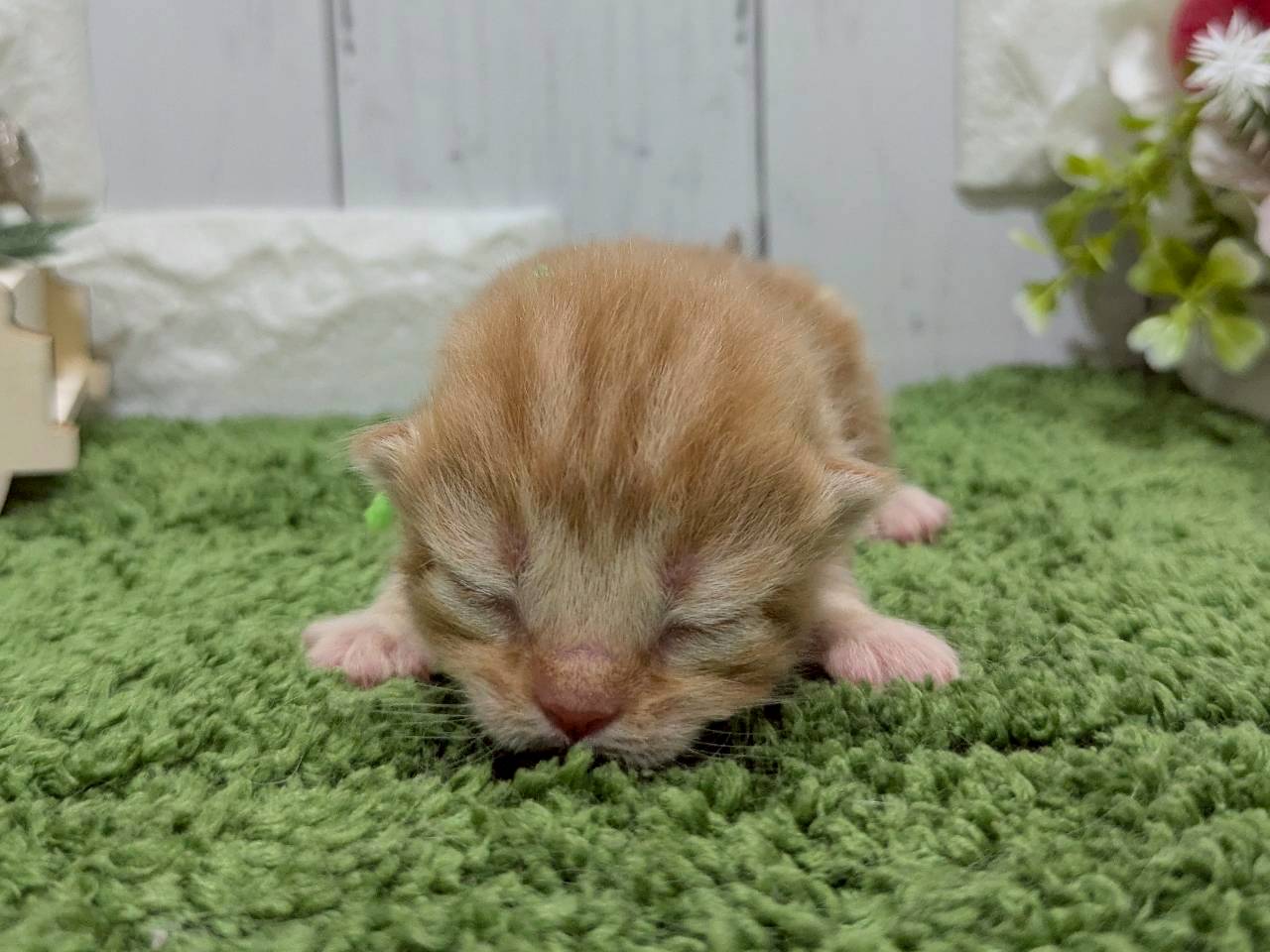 赤ちゃん写真1-1