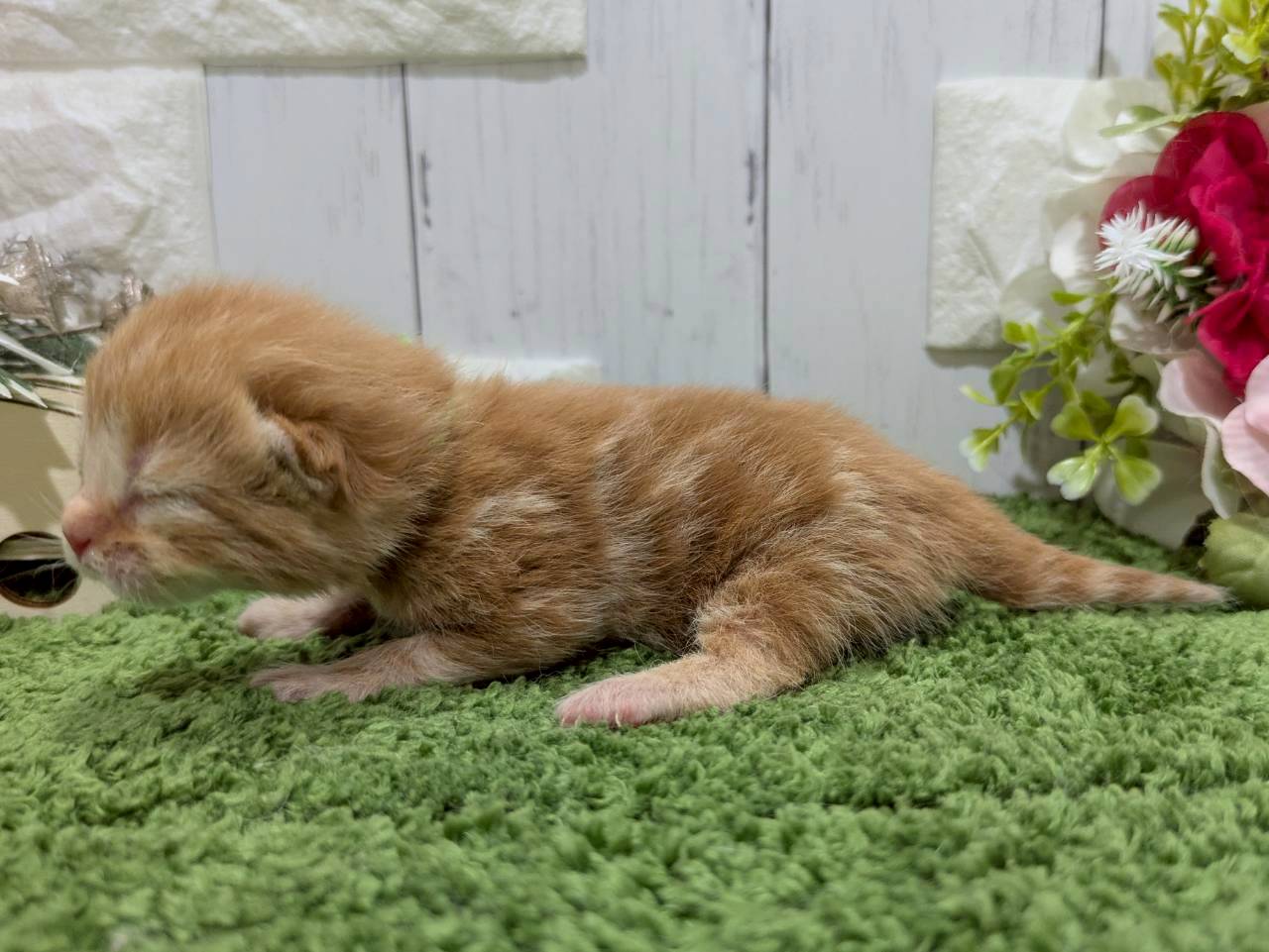 赤ちゃん写真1-2