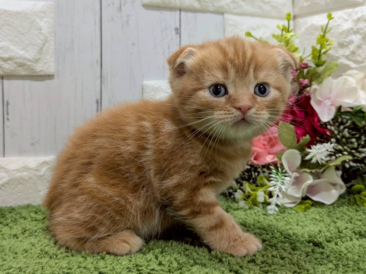 赤ちゃん写真2-2