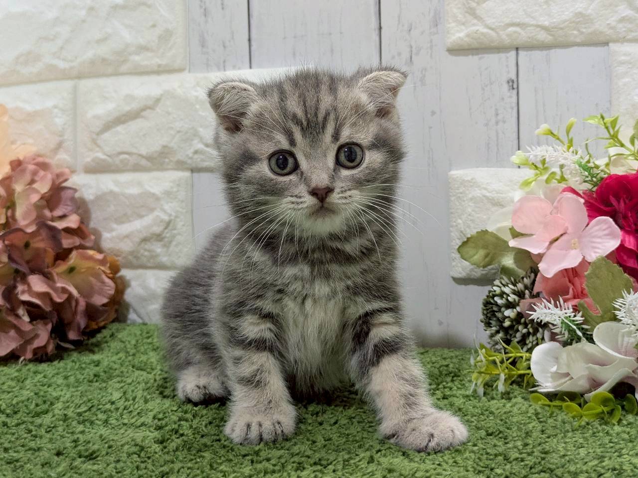 スコティッシュフォールド