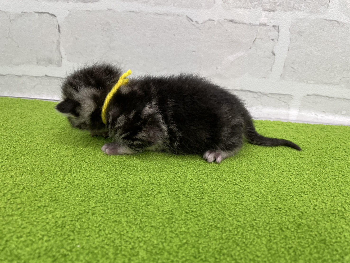 赤ちゃん写真1-2