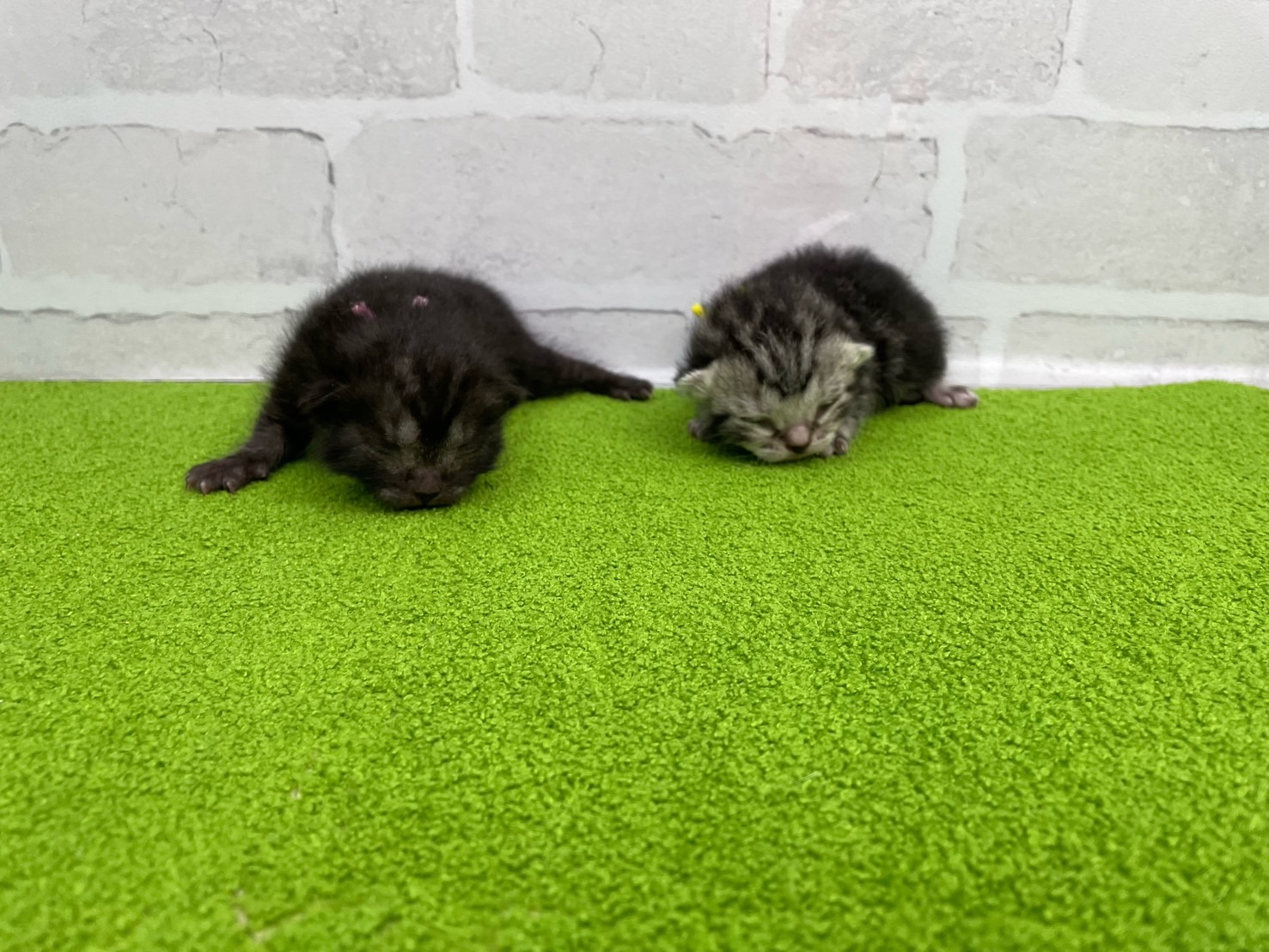 赤ちゃん写真1-3