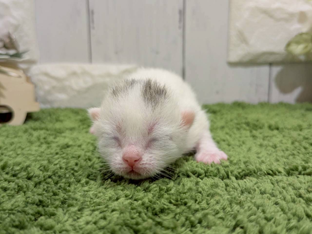 赤ちゃん写真1-1