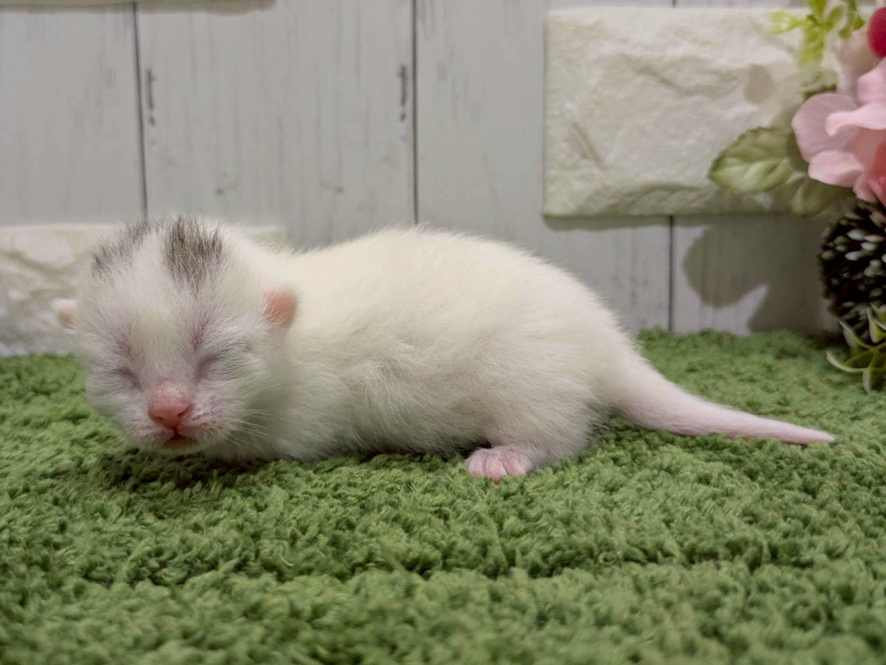 赤ちゃん写真1-2