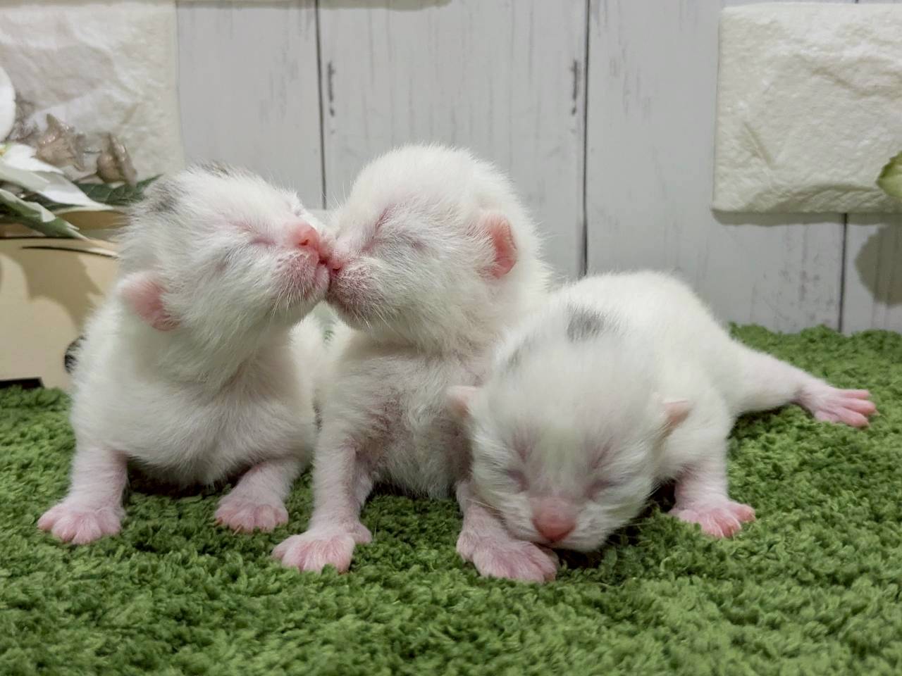 赤ちゃん写真1-3