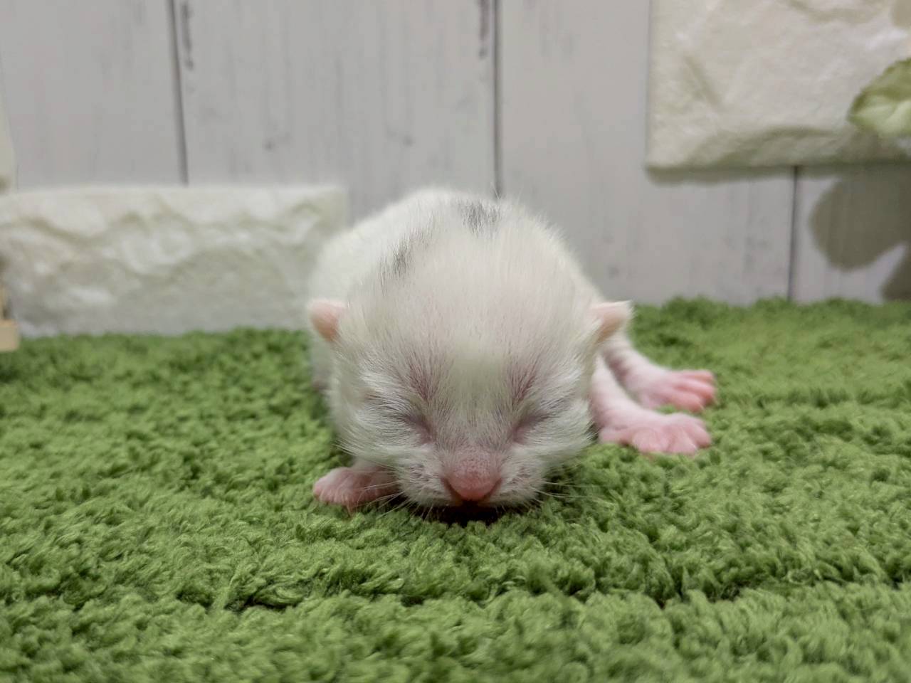 赤ちゃん写真1-1