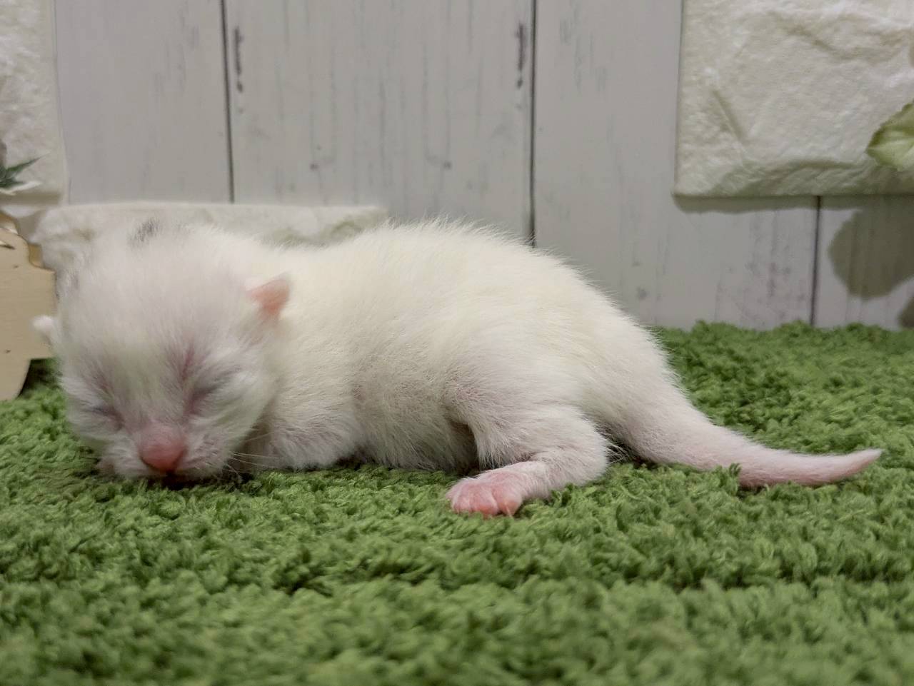 赤ちゃん写真1-2