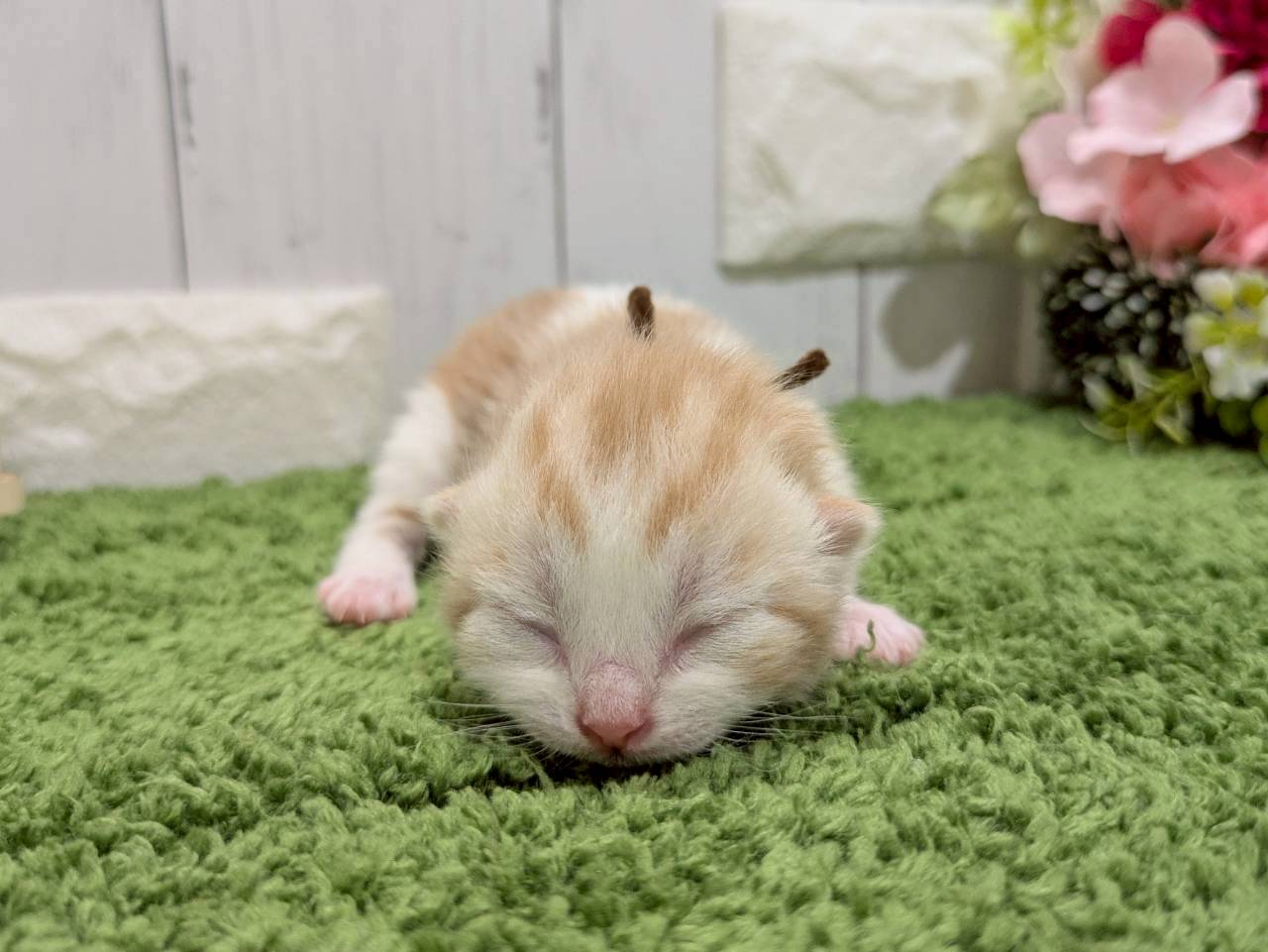 スコティッシュフォールド