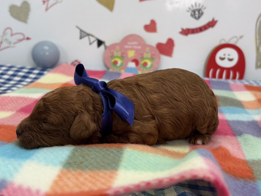 赤ちゃん写真1-2