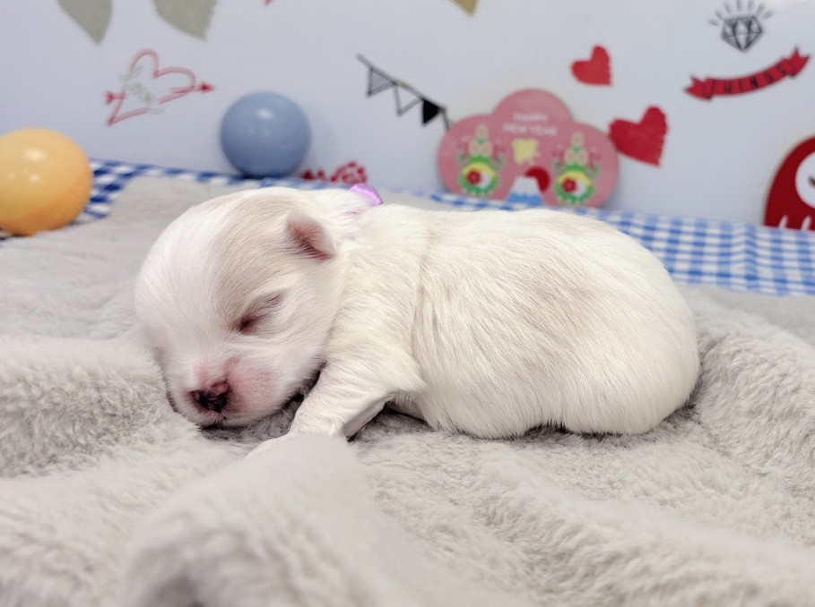 赤ちゃん写真1-2