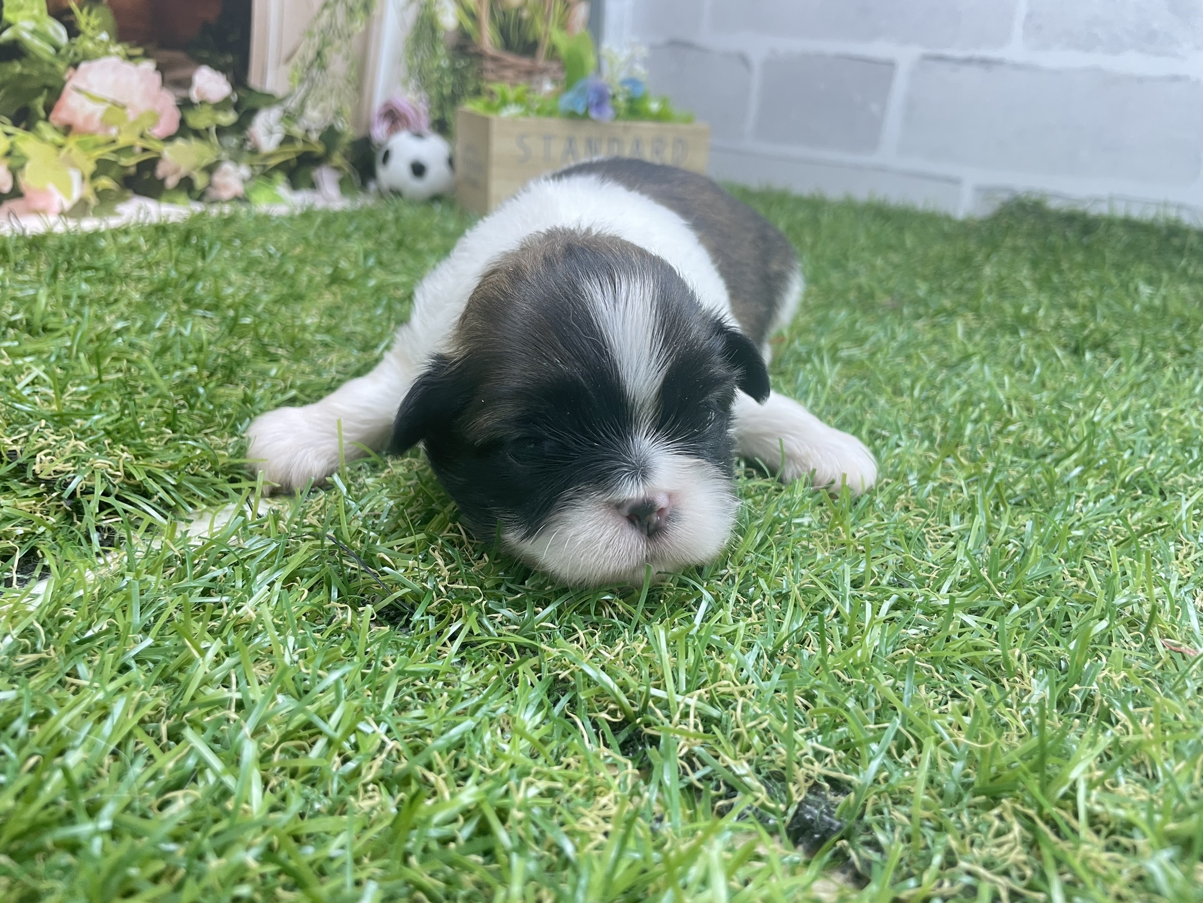 赤ちゃん写真1-1