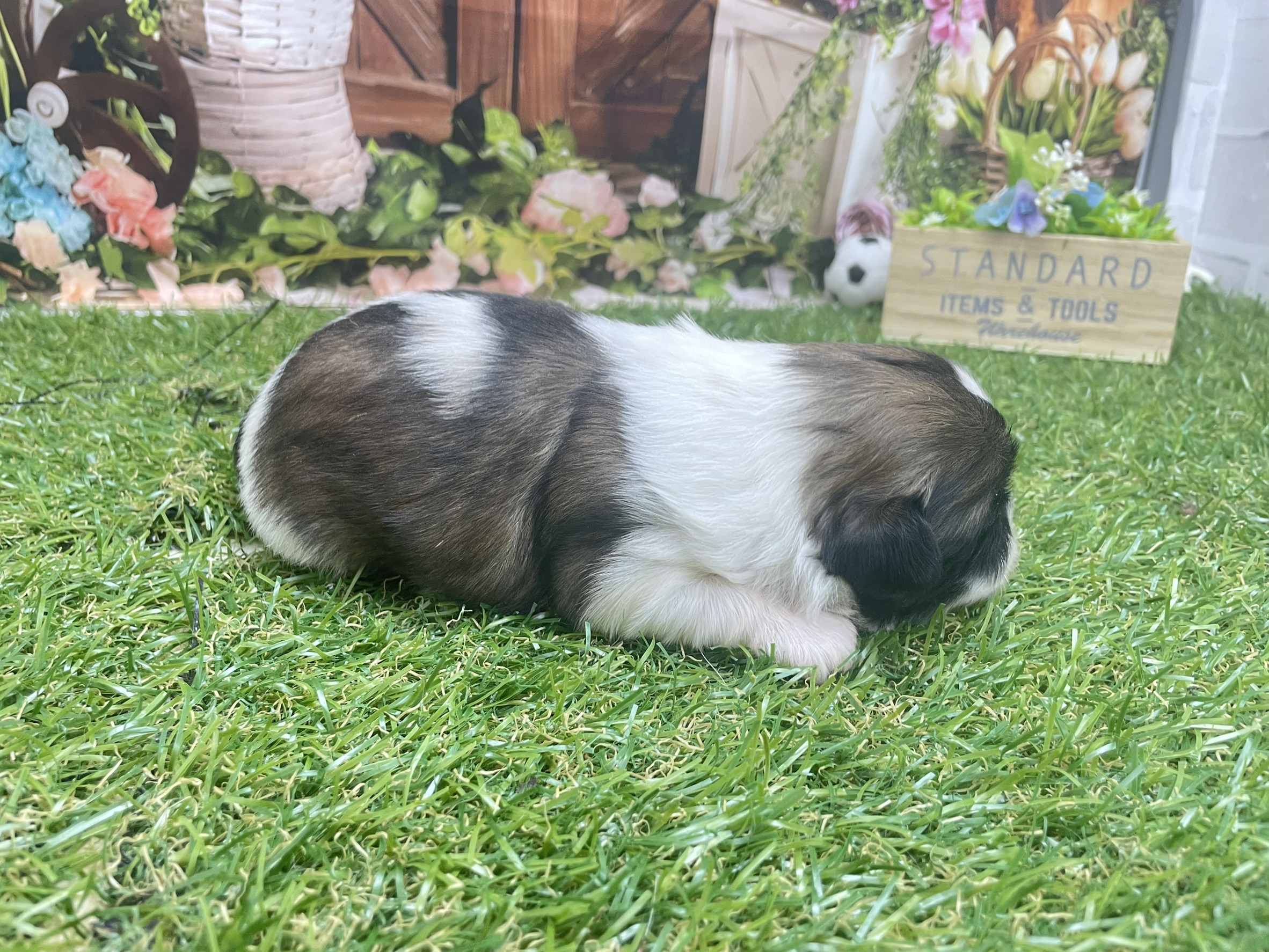 赤ちゃん写真1-2