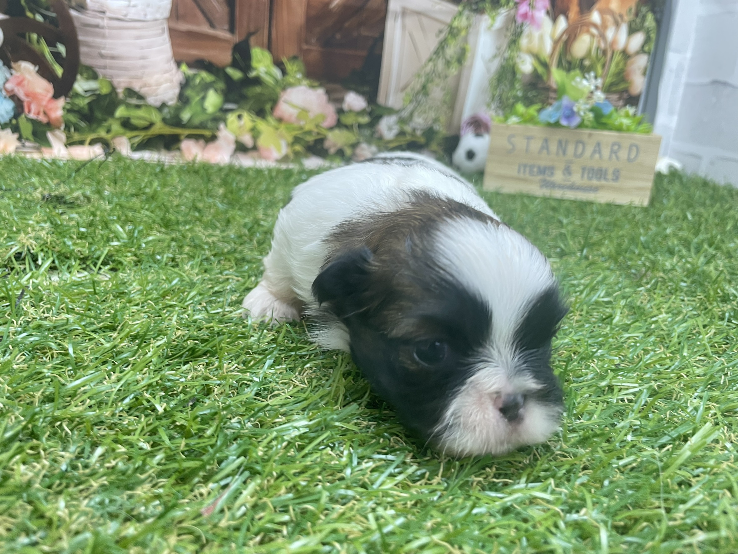 赤ちゃん写真1-1