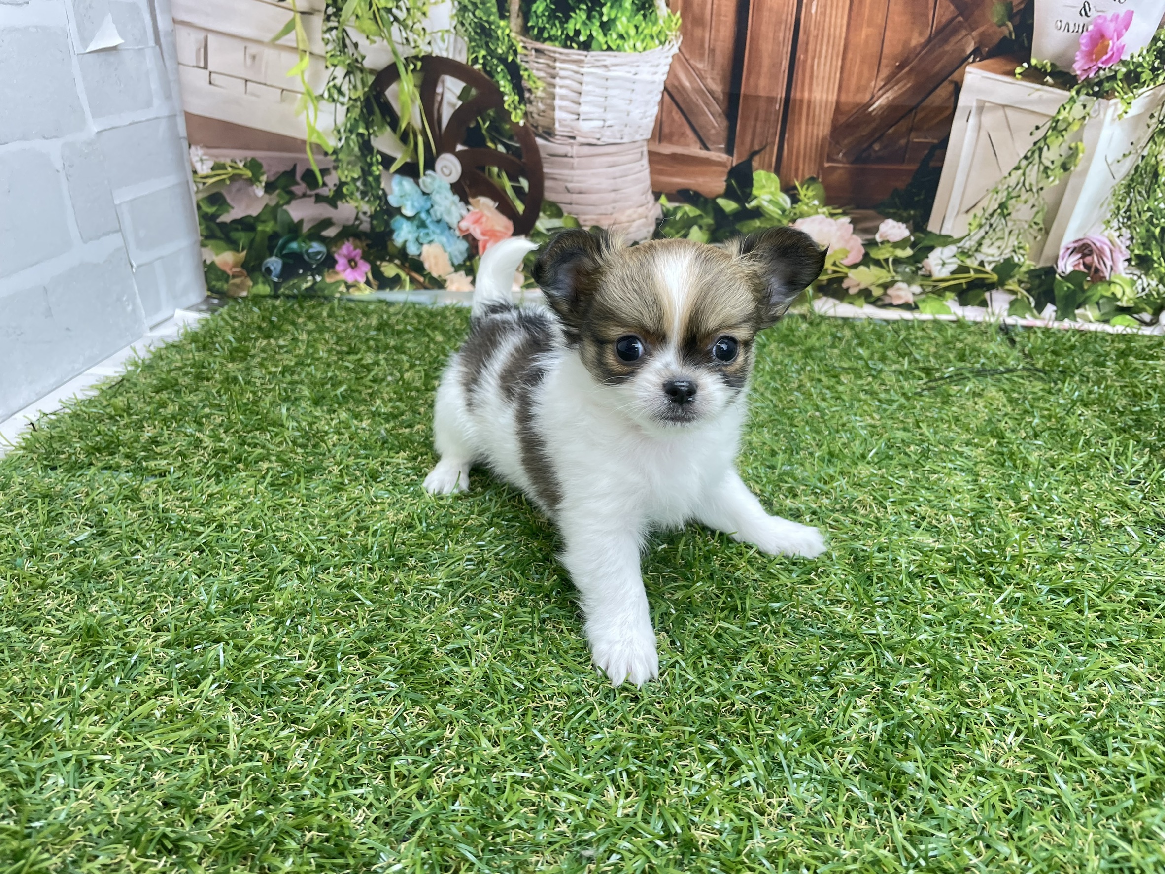 チワワ（ロングコート）