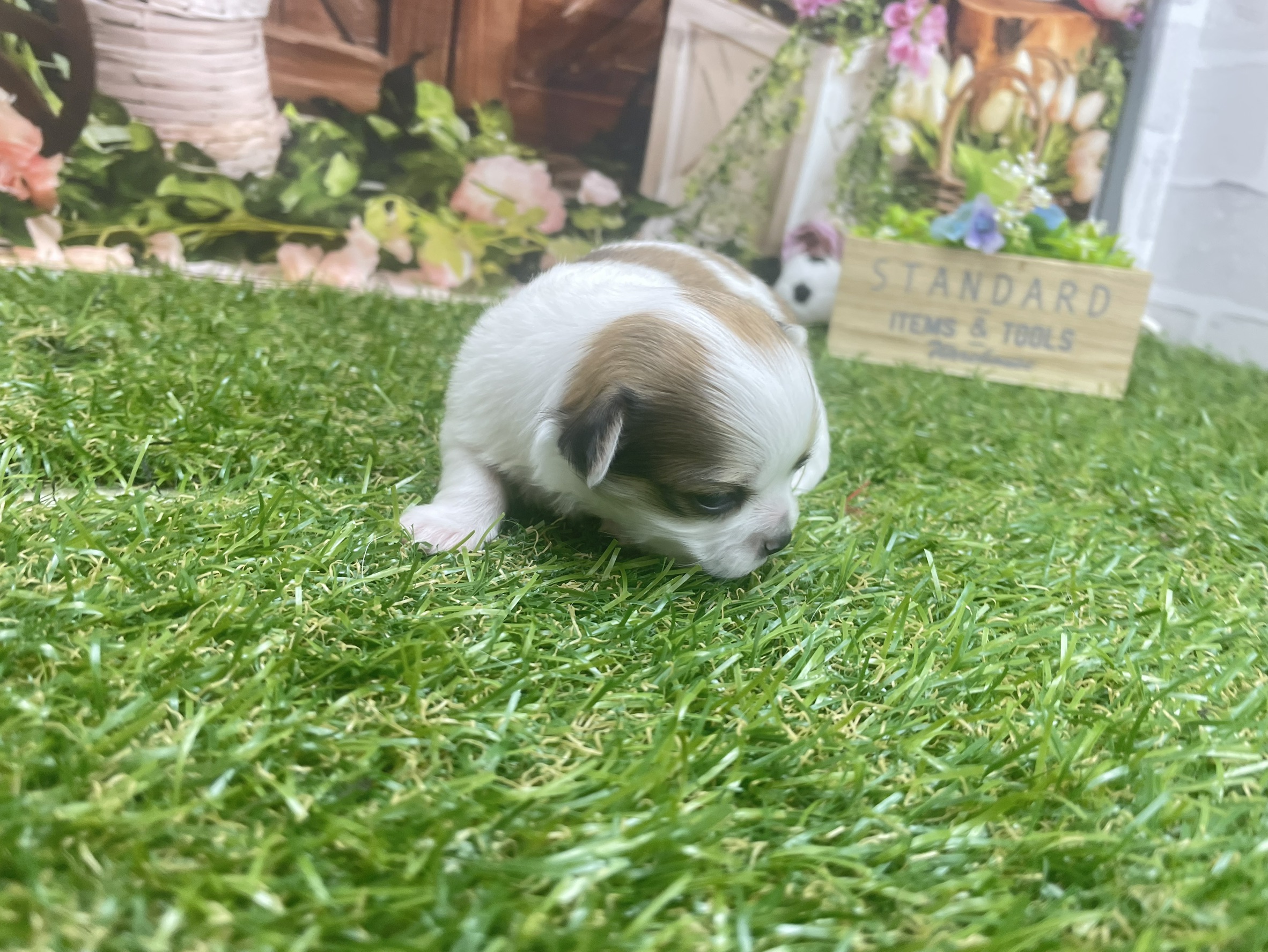 赤ちゃん写真1-1