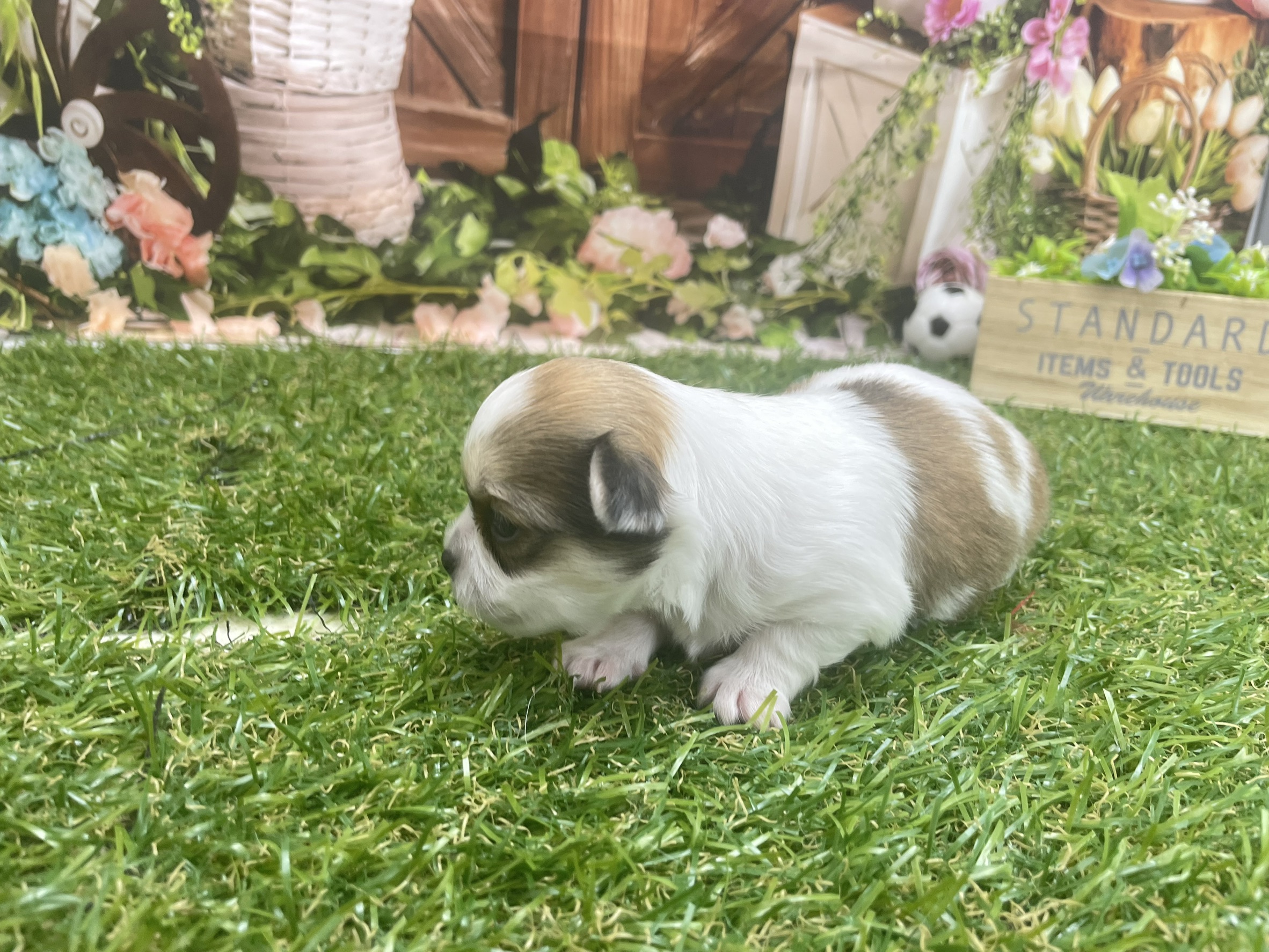 赤ちゃん写真1-2