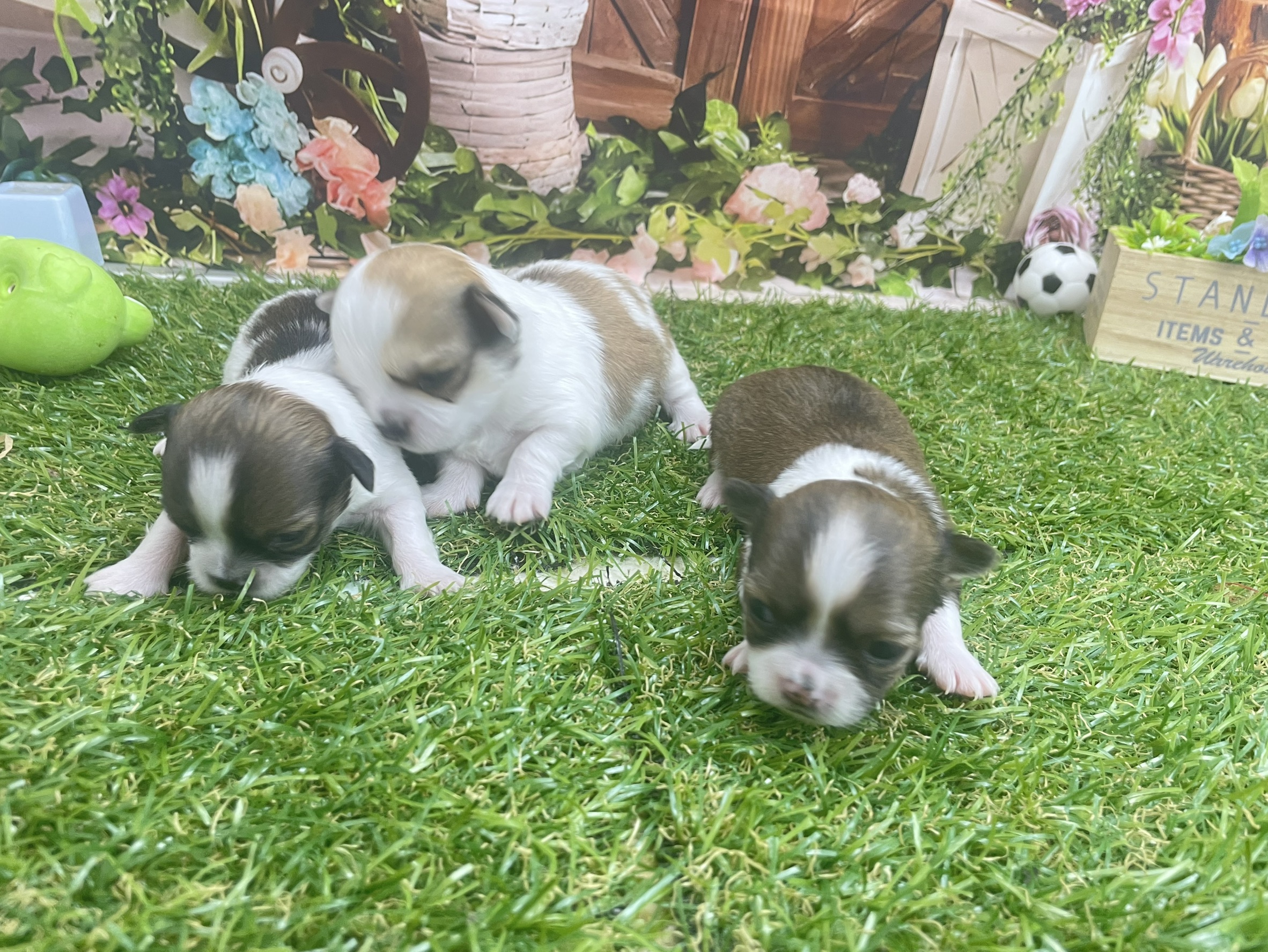 赤ちゃん写真1-3