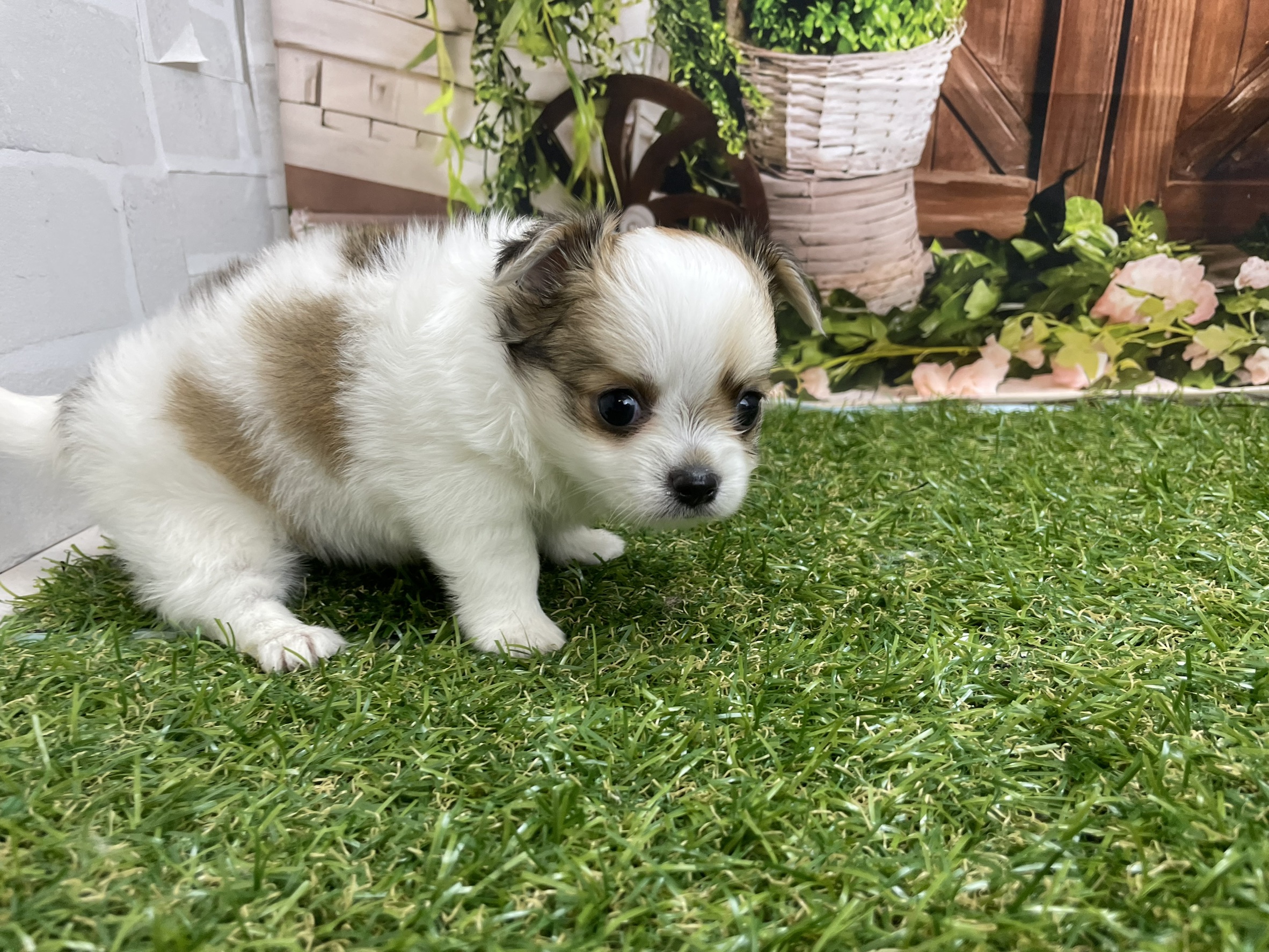 赤ちゃん写真2-1