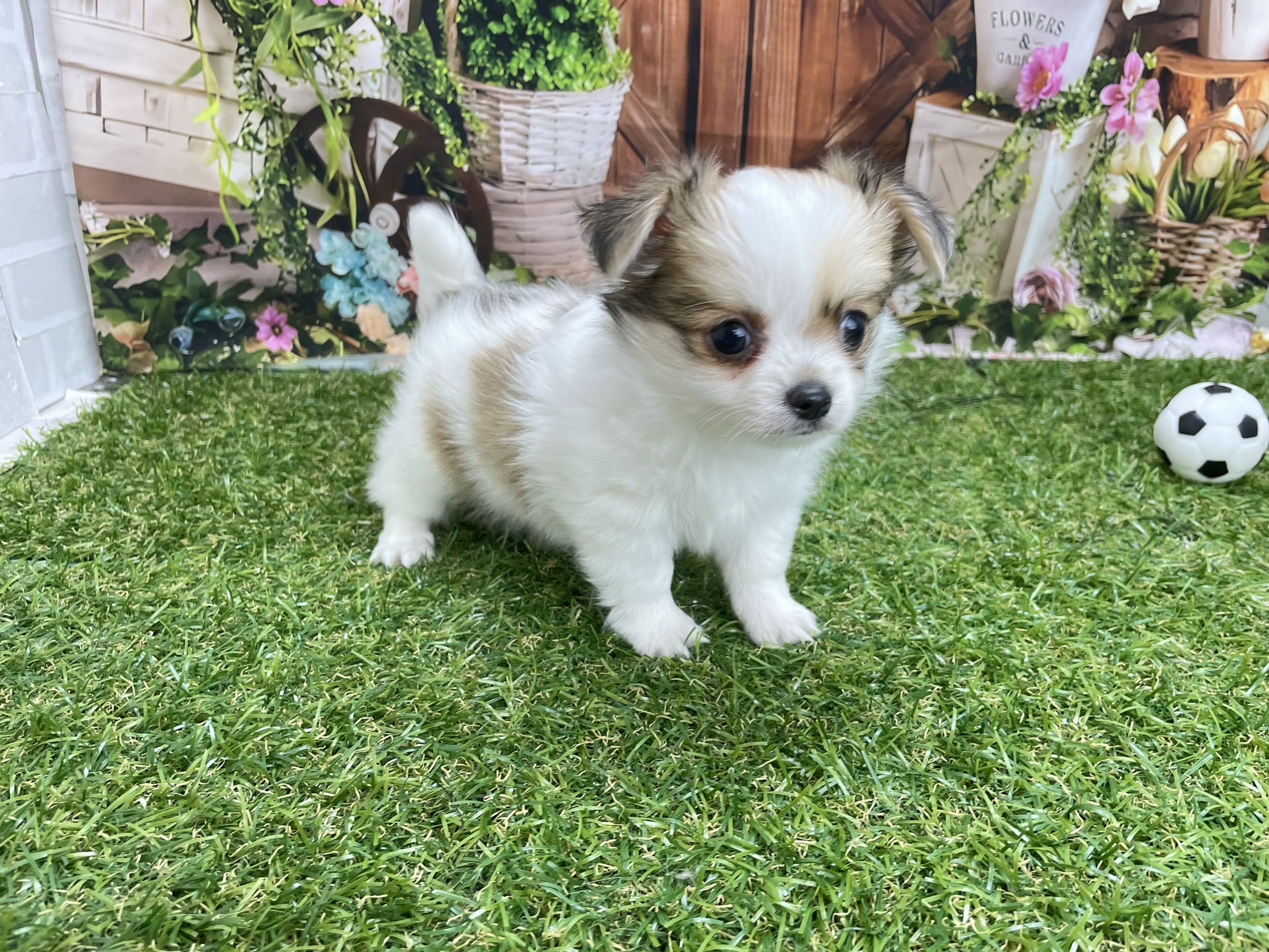 チワワ（ロングコート）