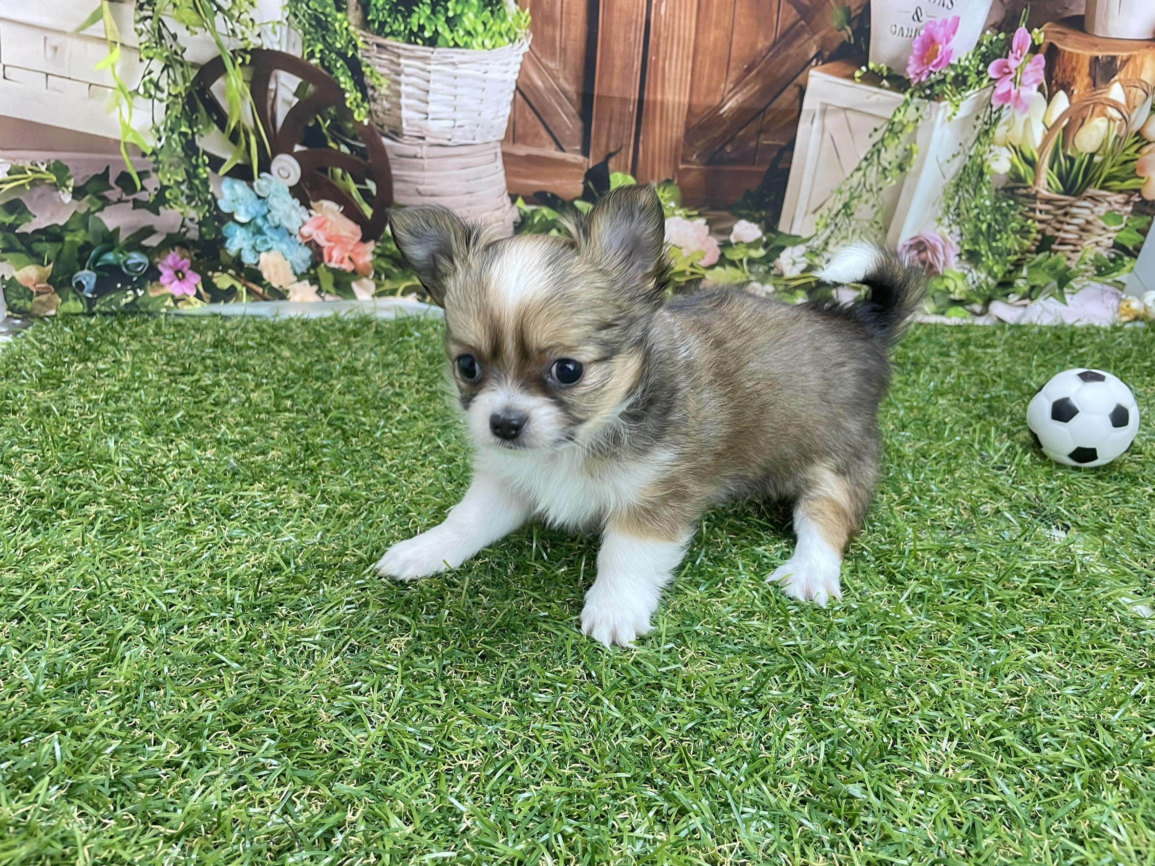 チワワ（ロングコート）