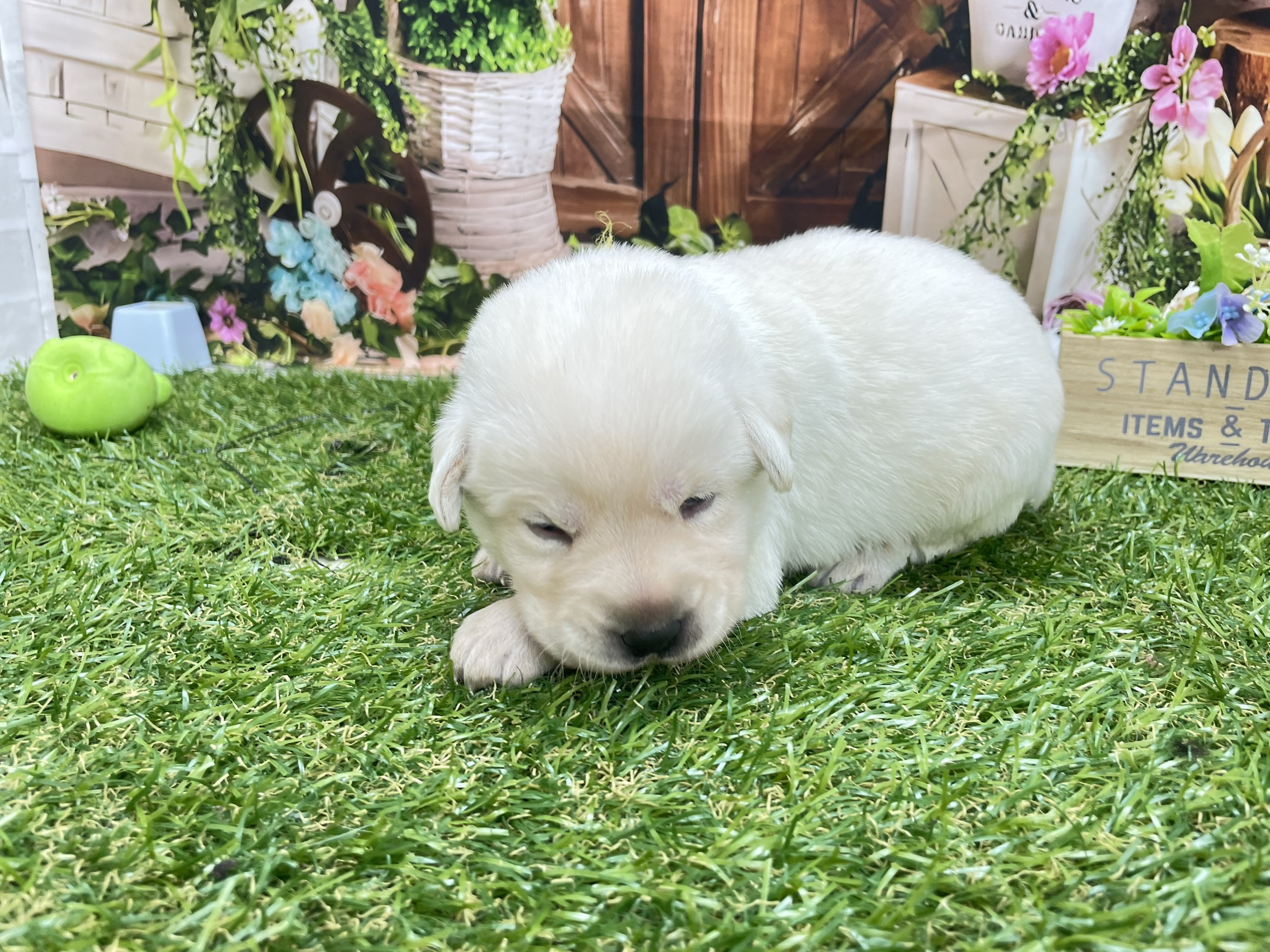 赤ちゃん写真1-1