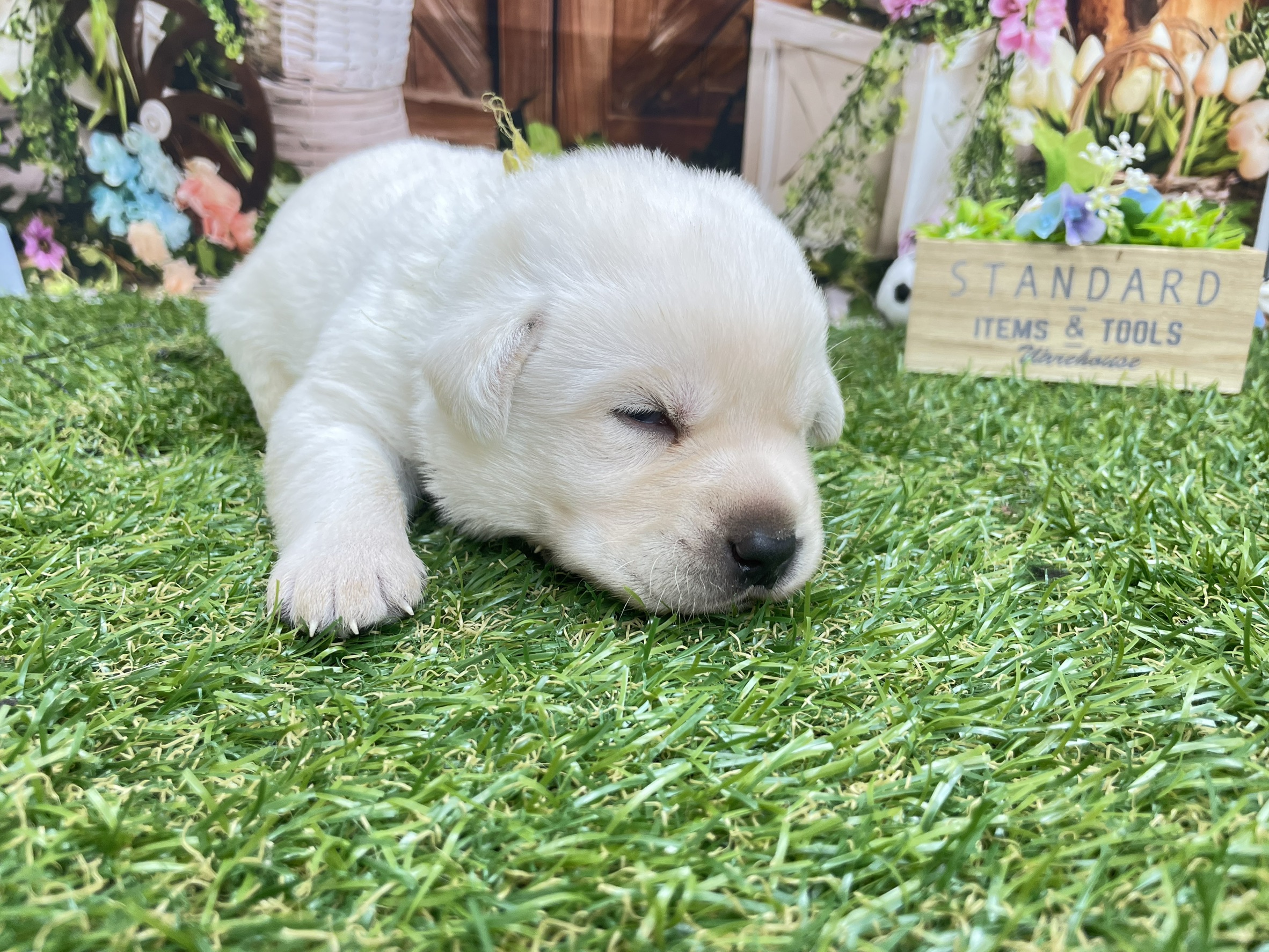 赤ちゃん写真1-2