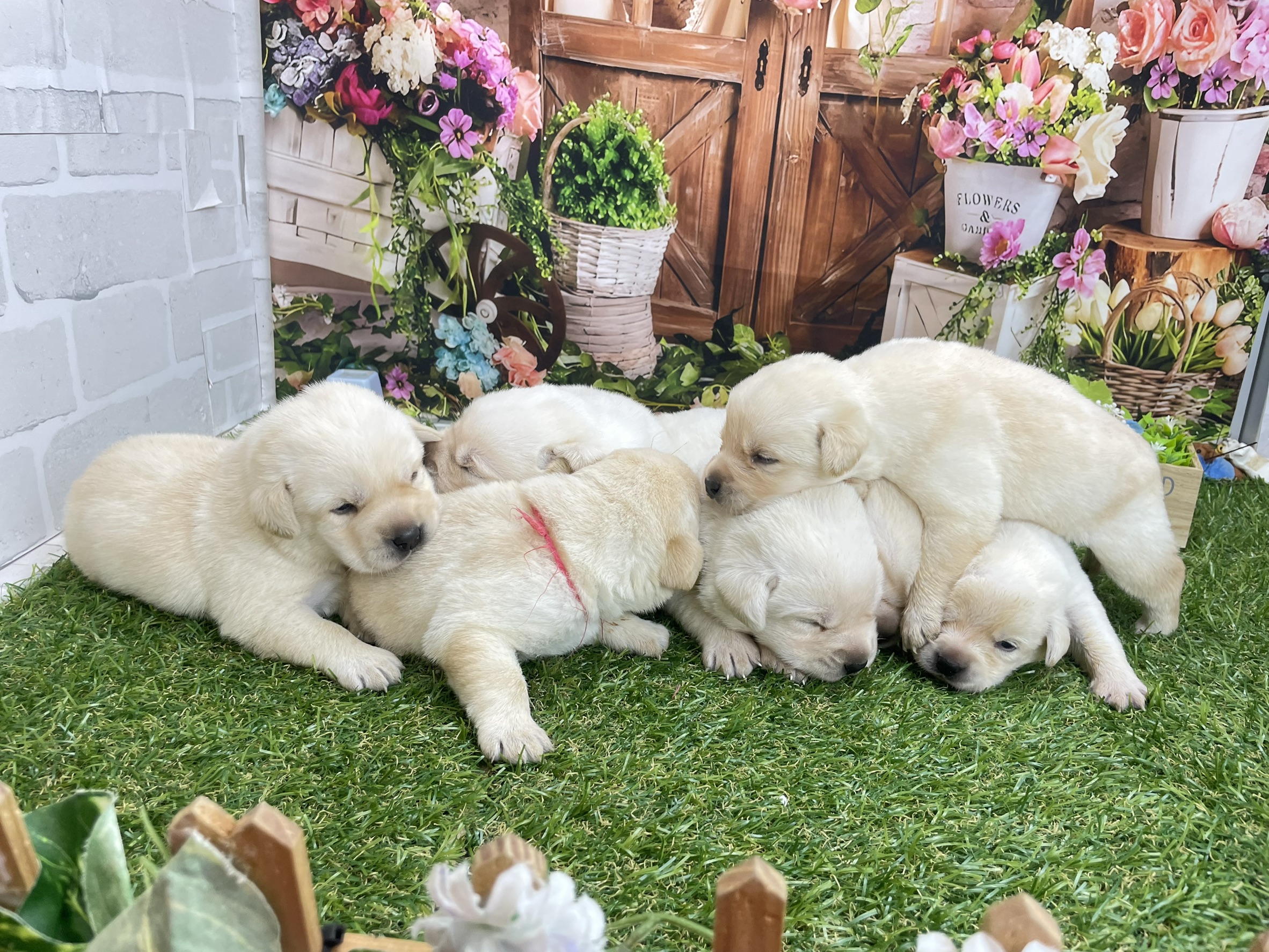 赤ちゃん写真1-3