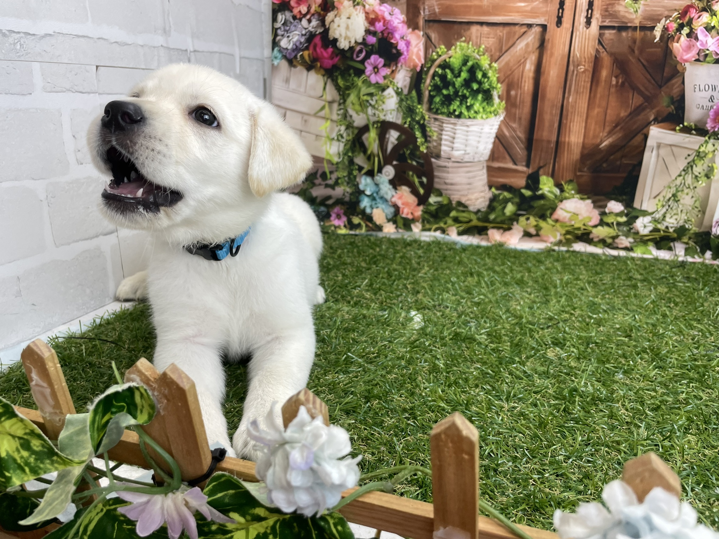 ラブラドール・レトリバー