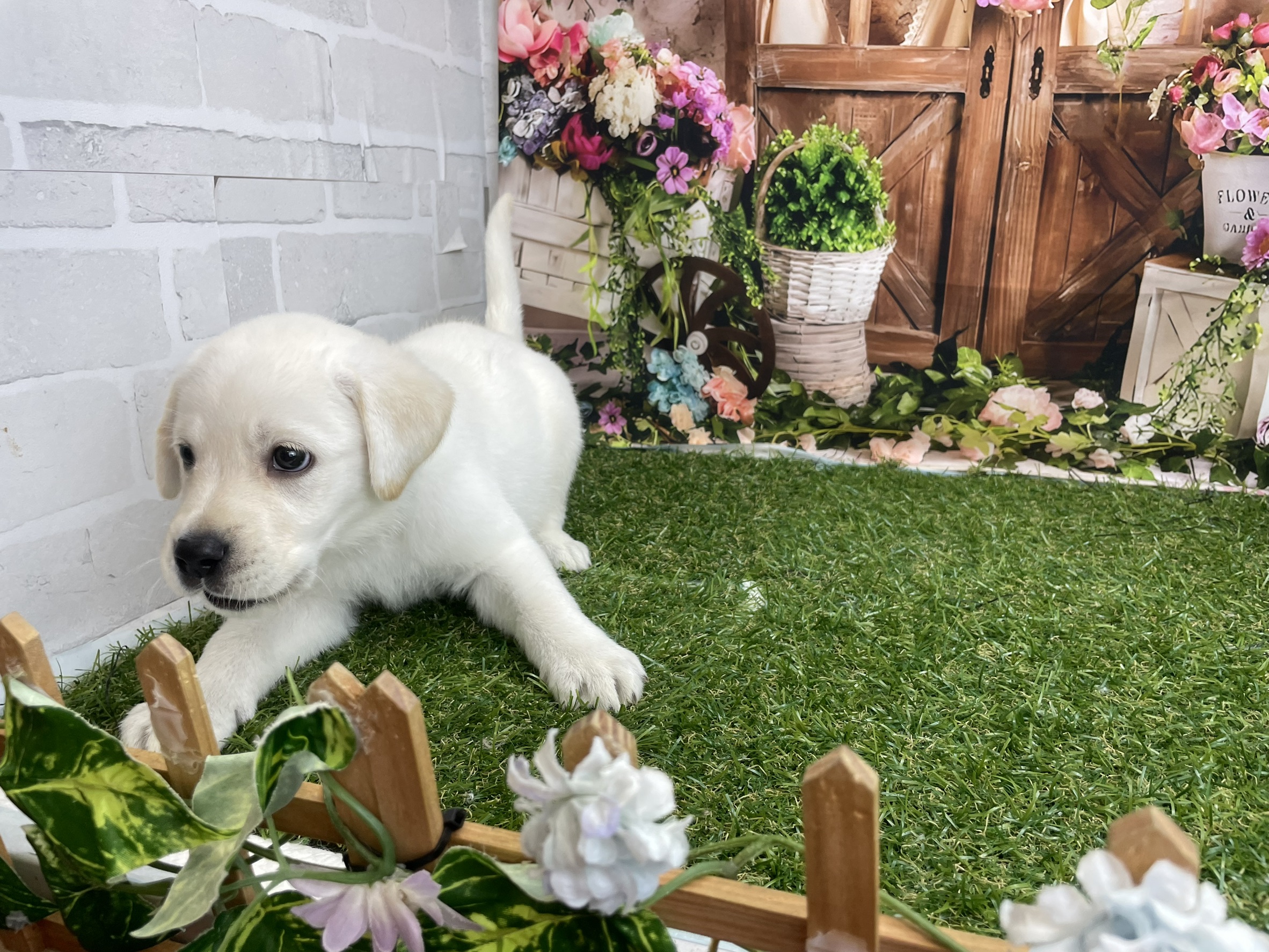 赤ちゃん写真3-2