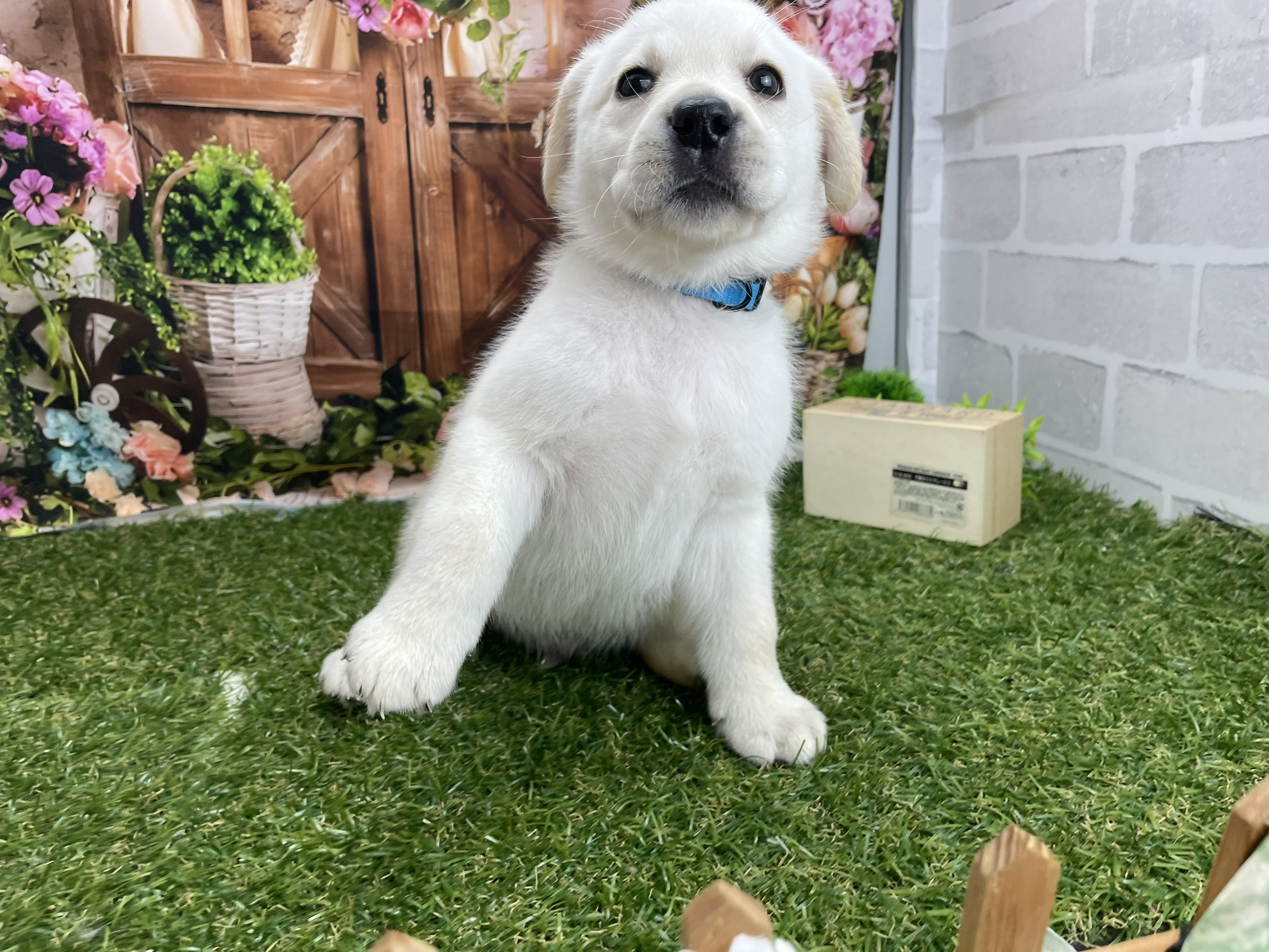 ラブラドール・レトリバー