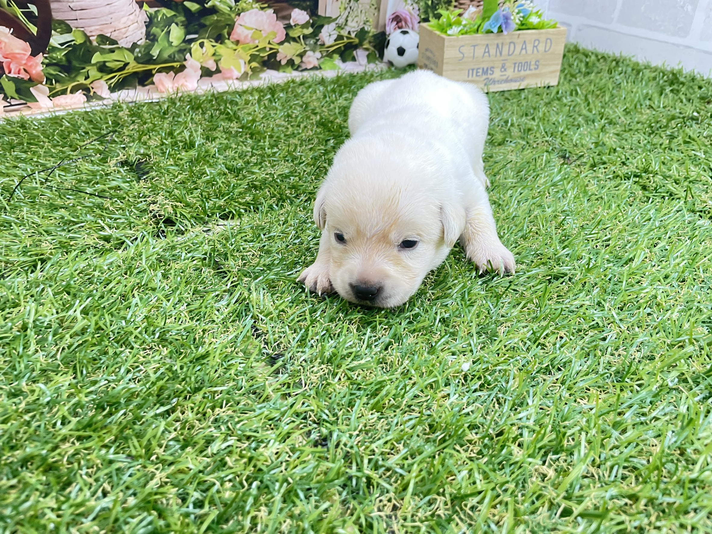 赤ちゃん写真1-1