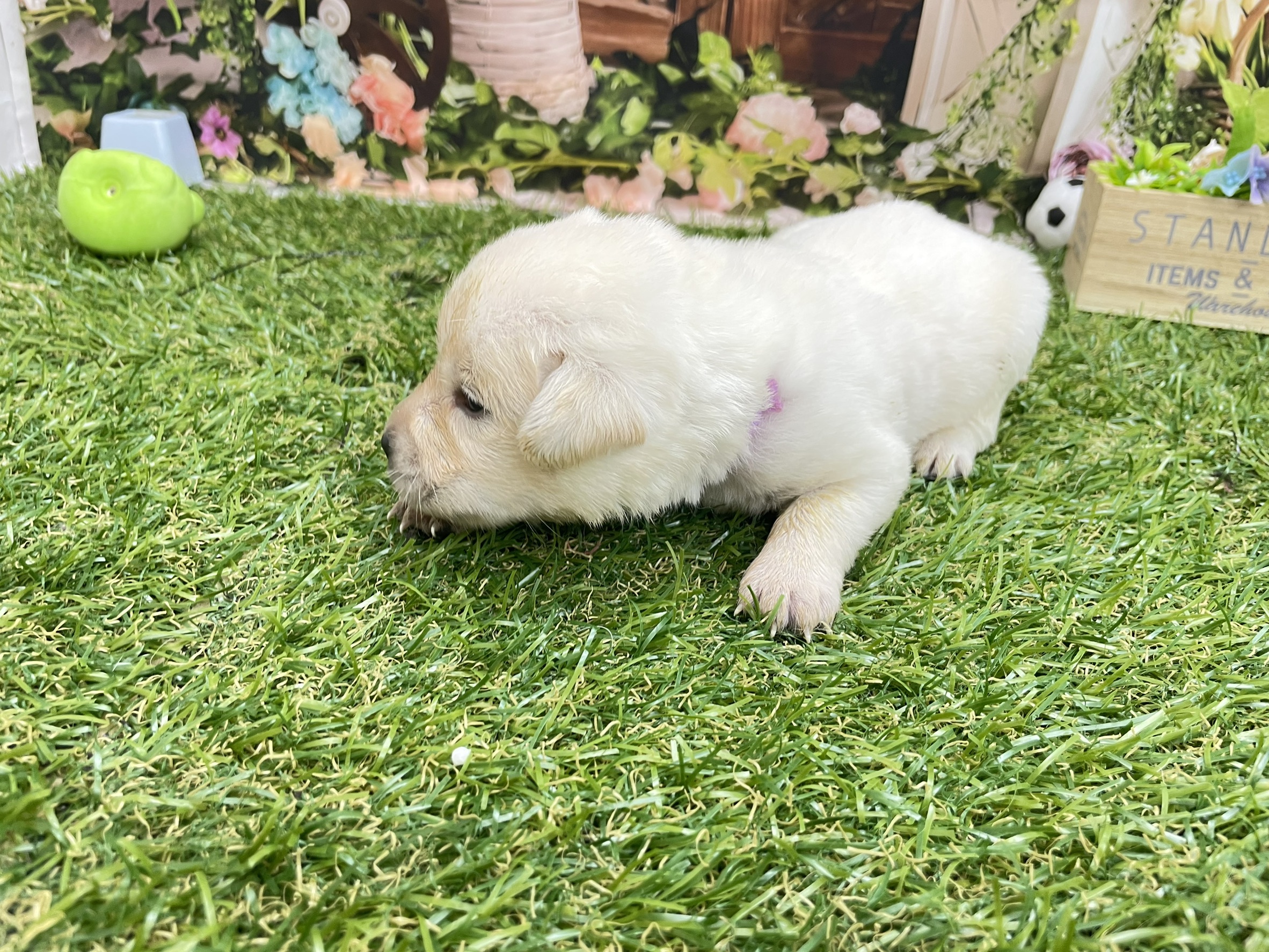 赤ちゃん写真1-2