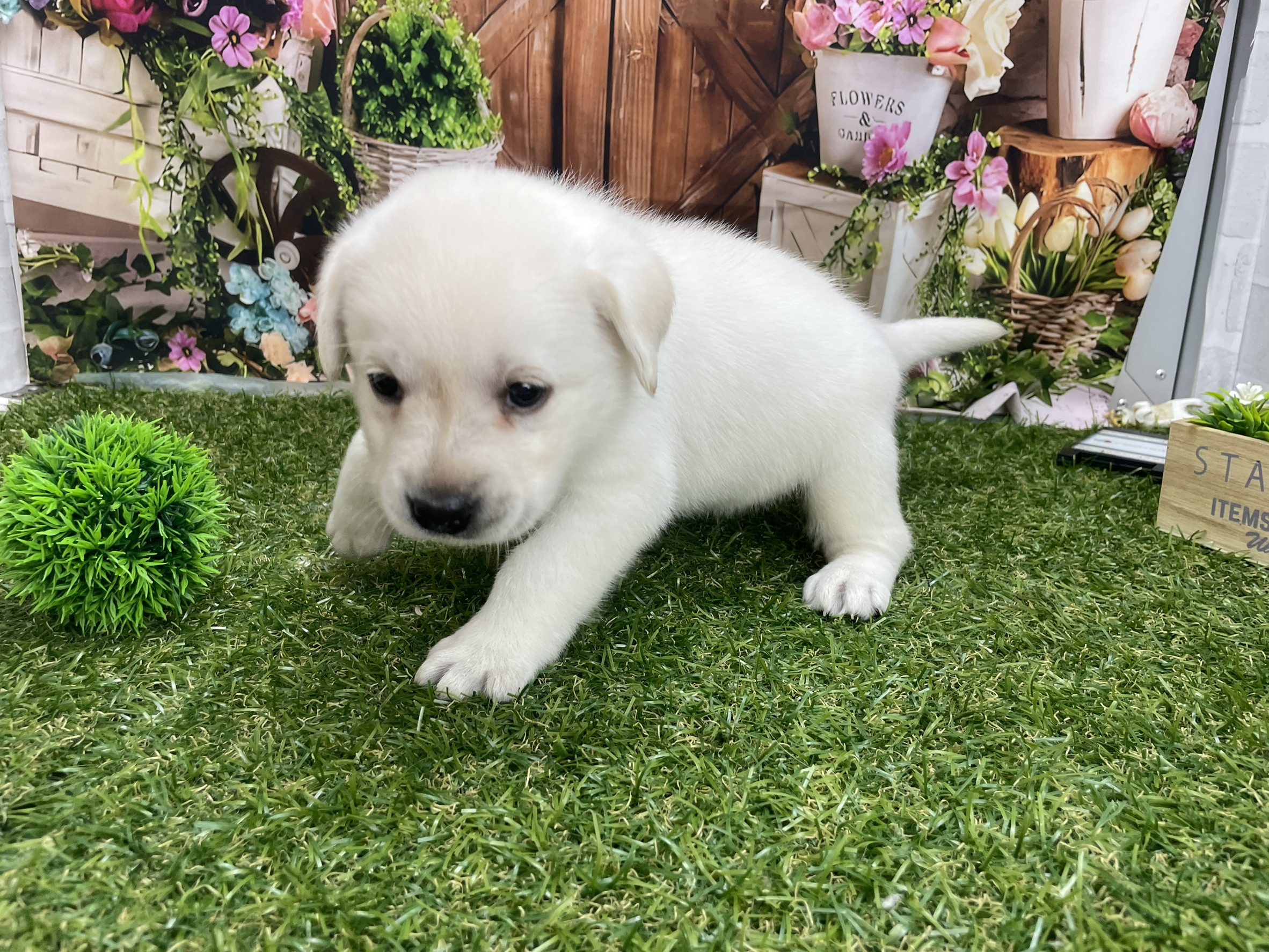 赤ちゃん写真2-1