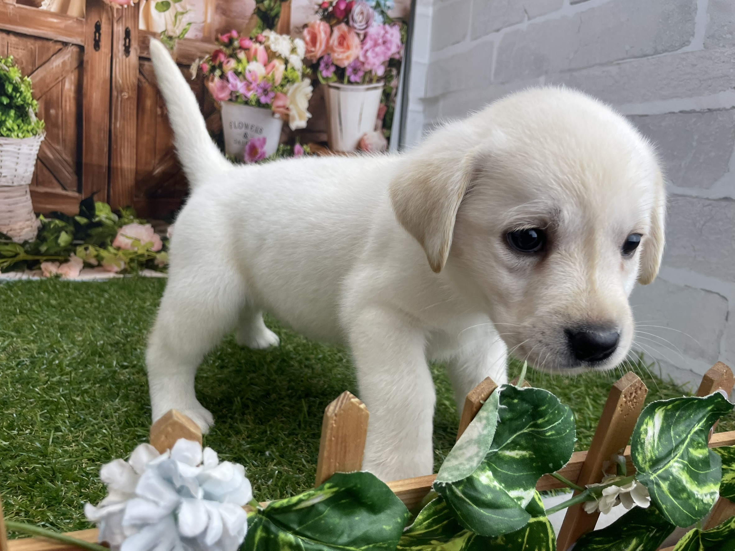 ラブラドール・レトリバー