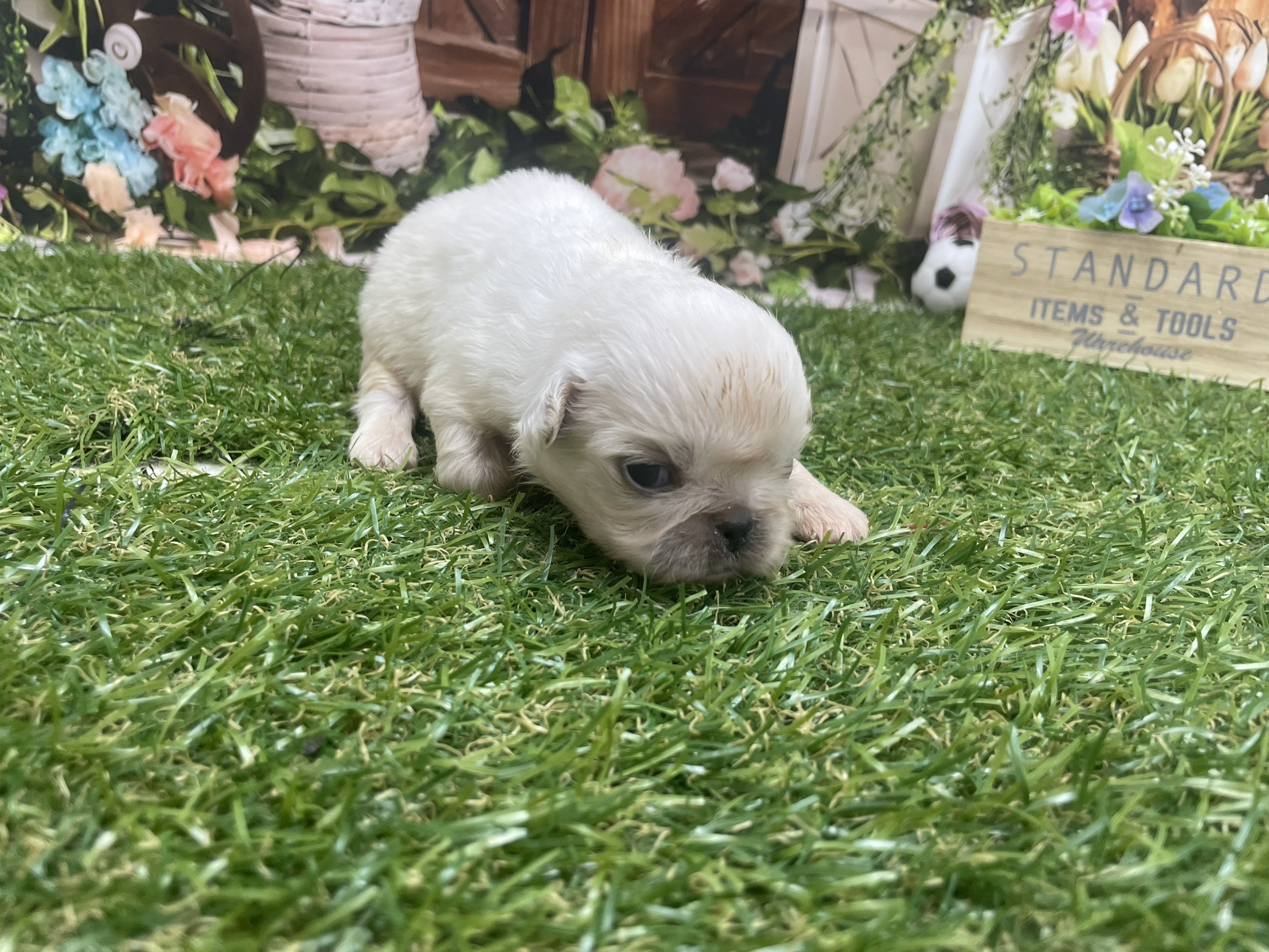 赤ちゃん写真1-1