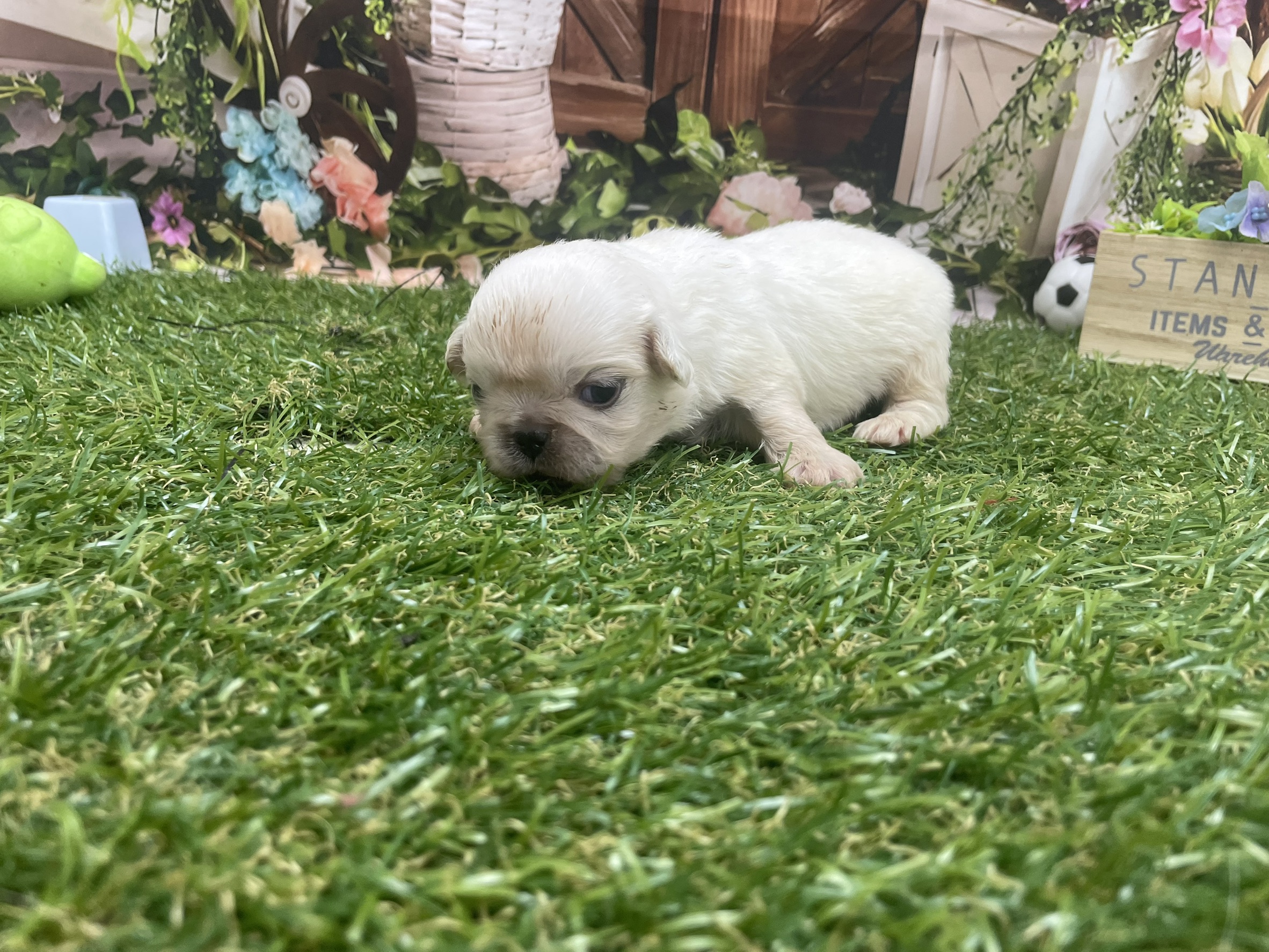 赤ちゃん写真1-2