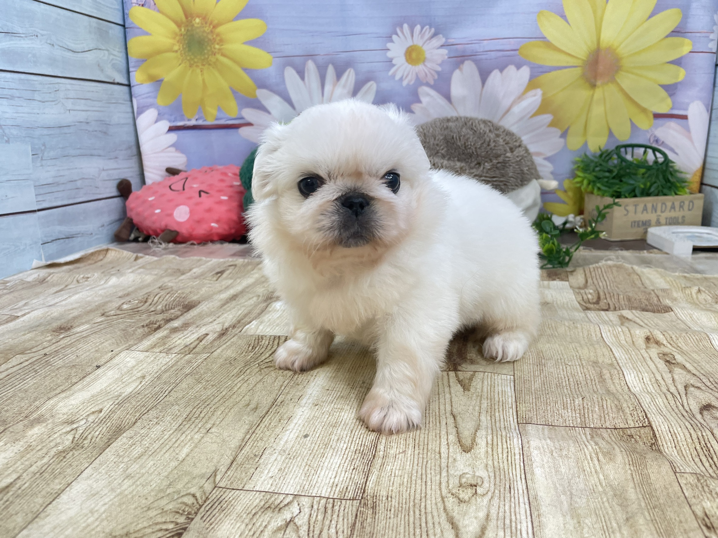 赤ちゃん写真2-1