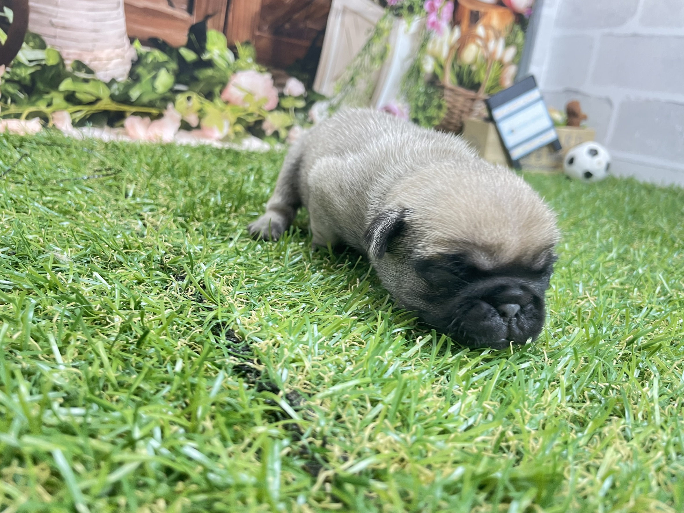 赤ちゃん写真1-1