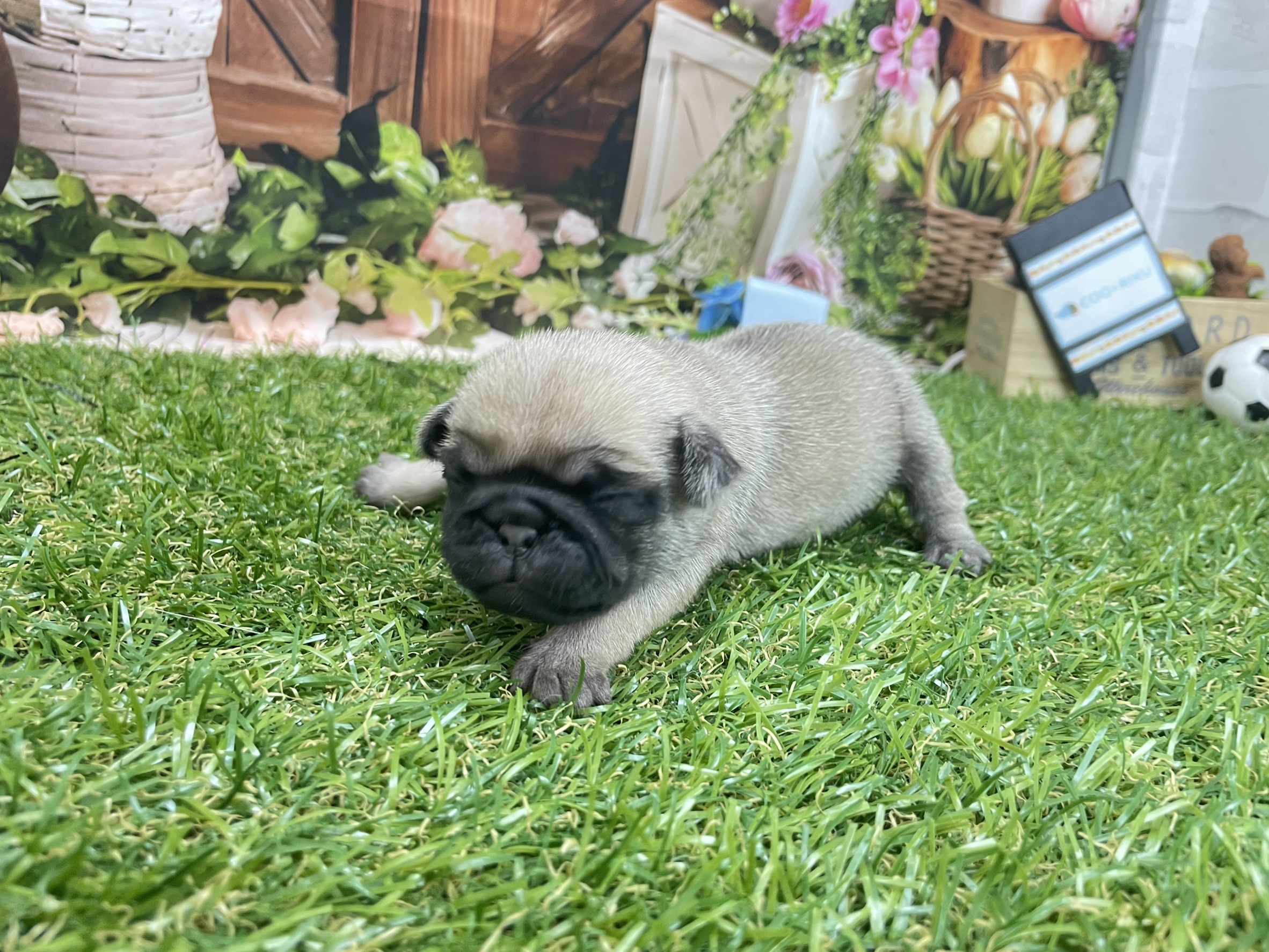 赤ちゃん写真1-2