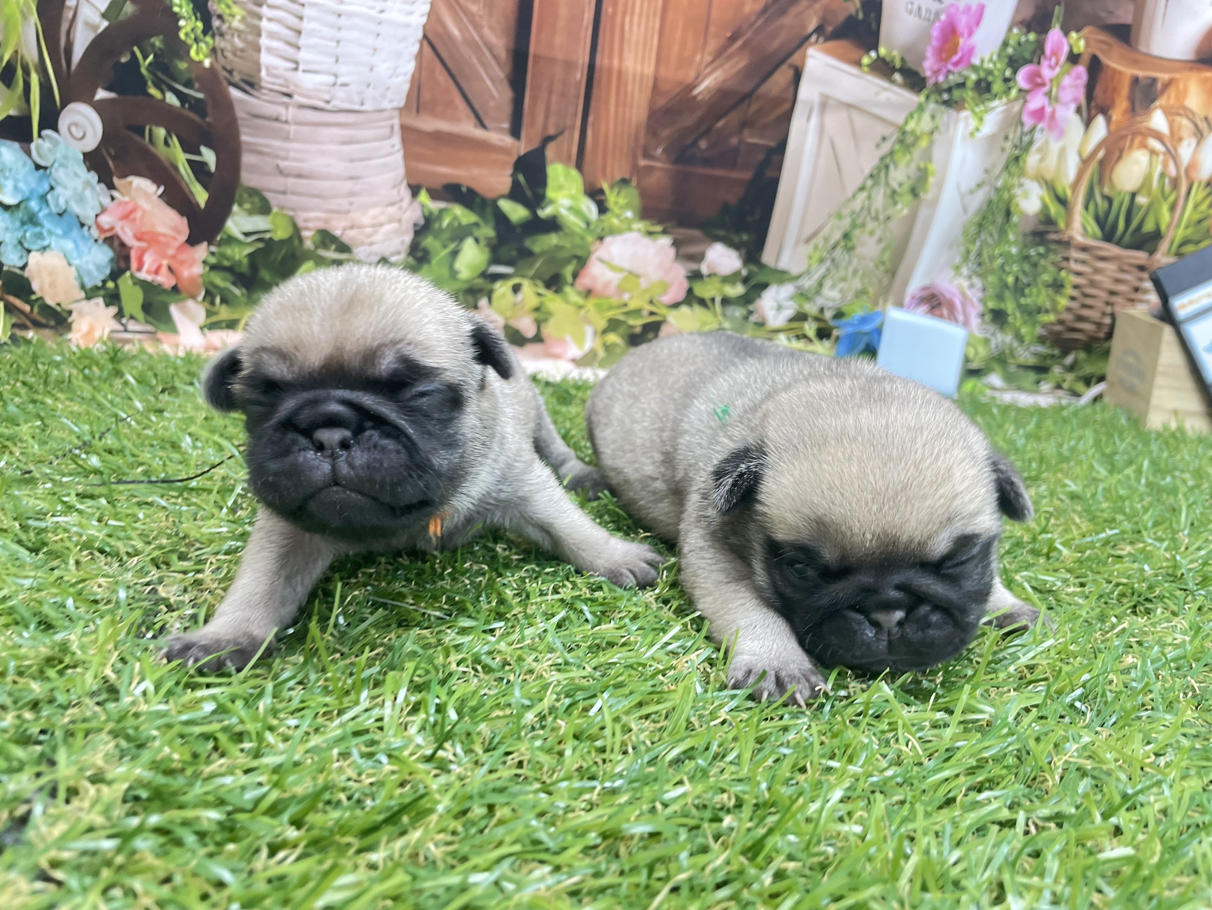 赤ちゃん写真1-3