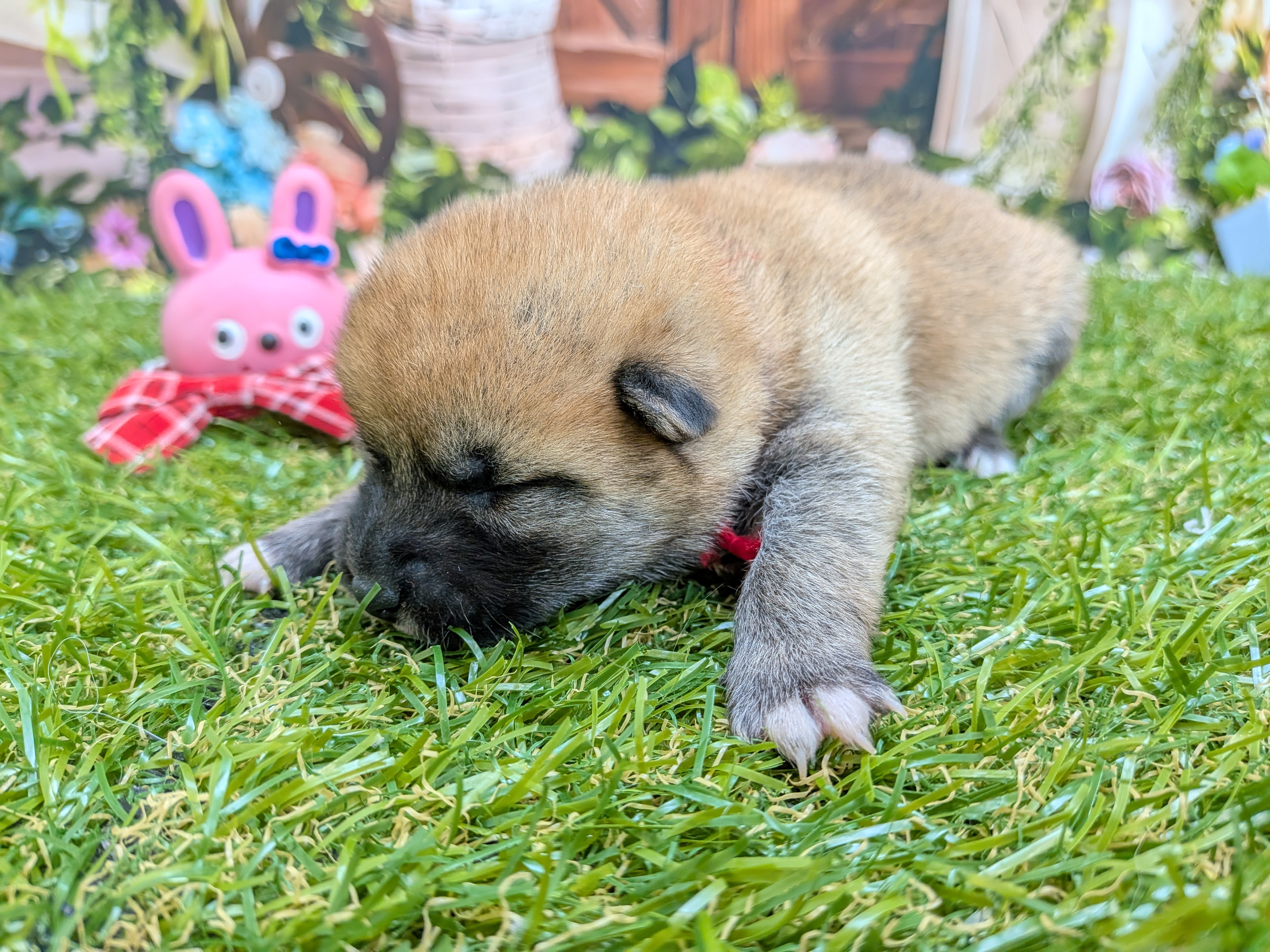 赤ちゃん写真1-2