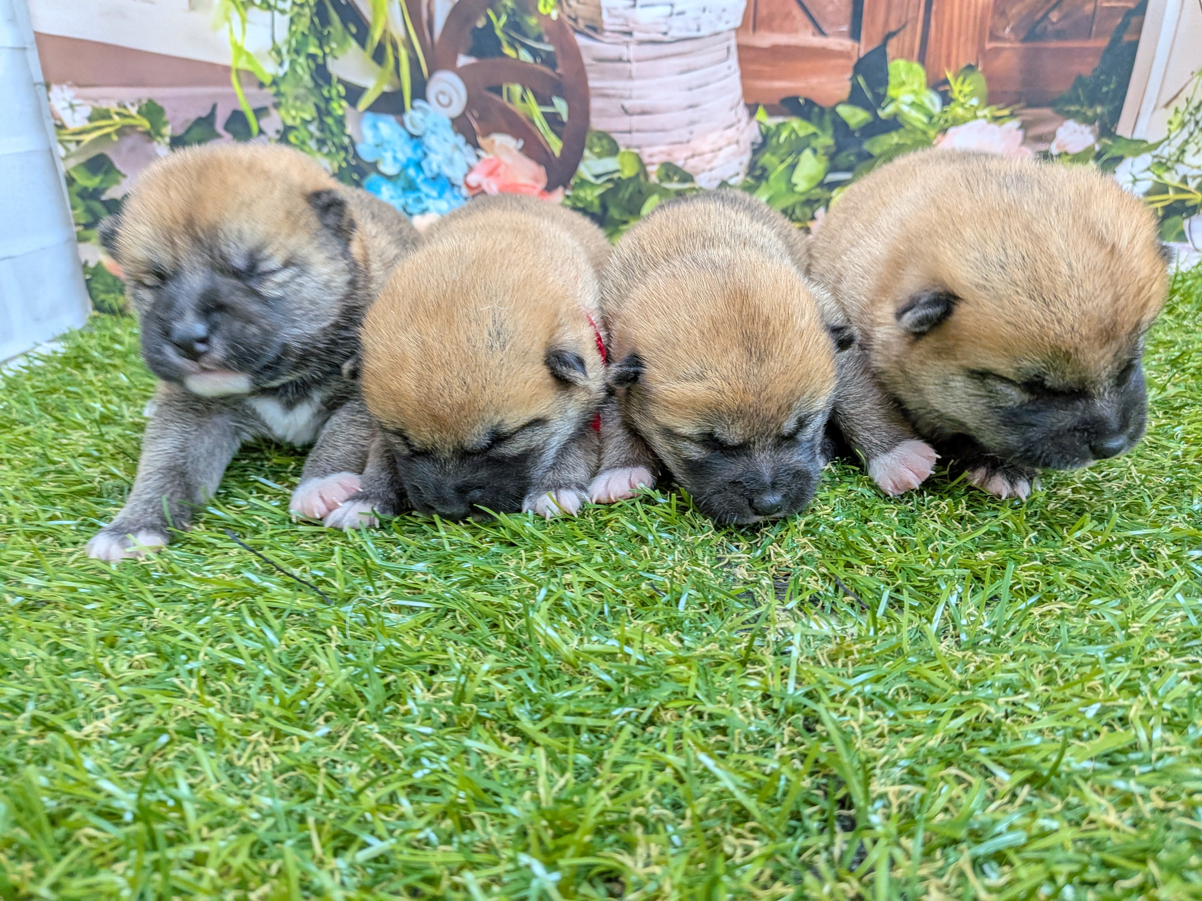 赤ちゃん写真1-3